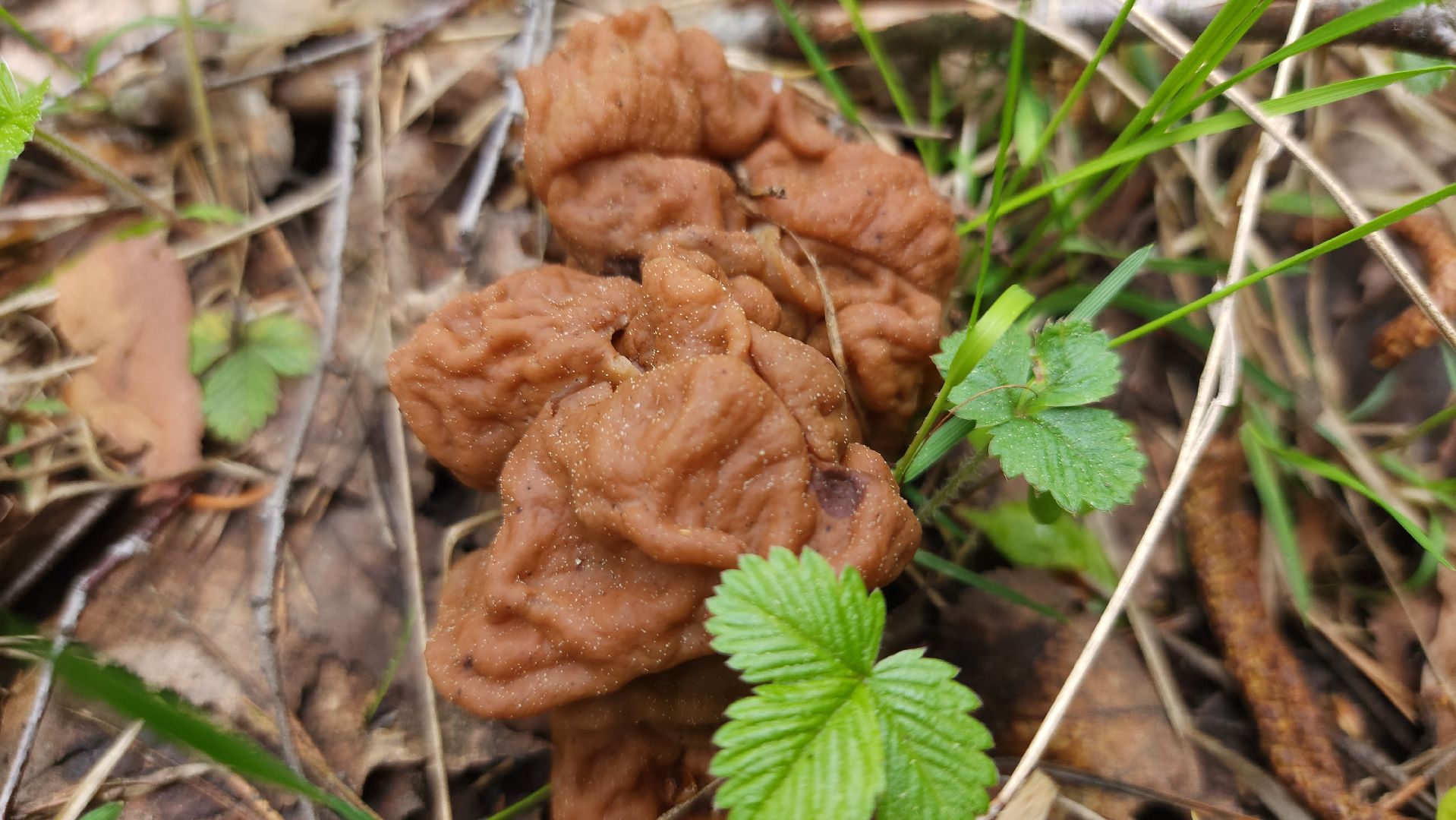 грибной сезон, весенний сезон сбора грибов, грибы, Ногинское лесничество, Богородский городской округ,