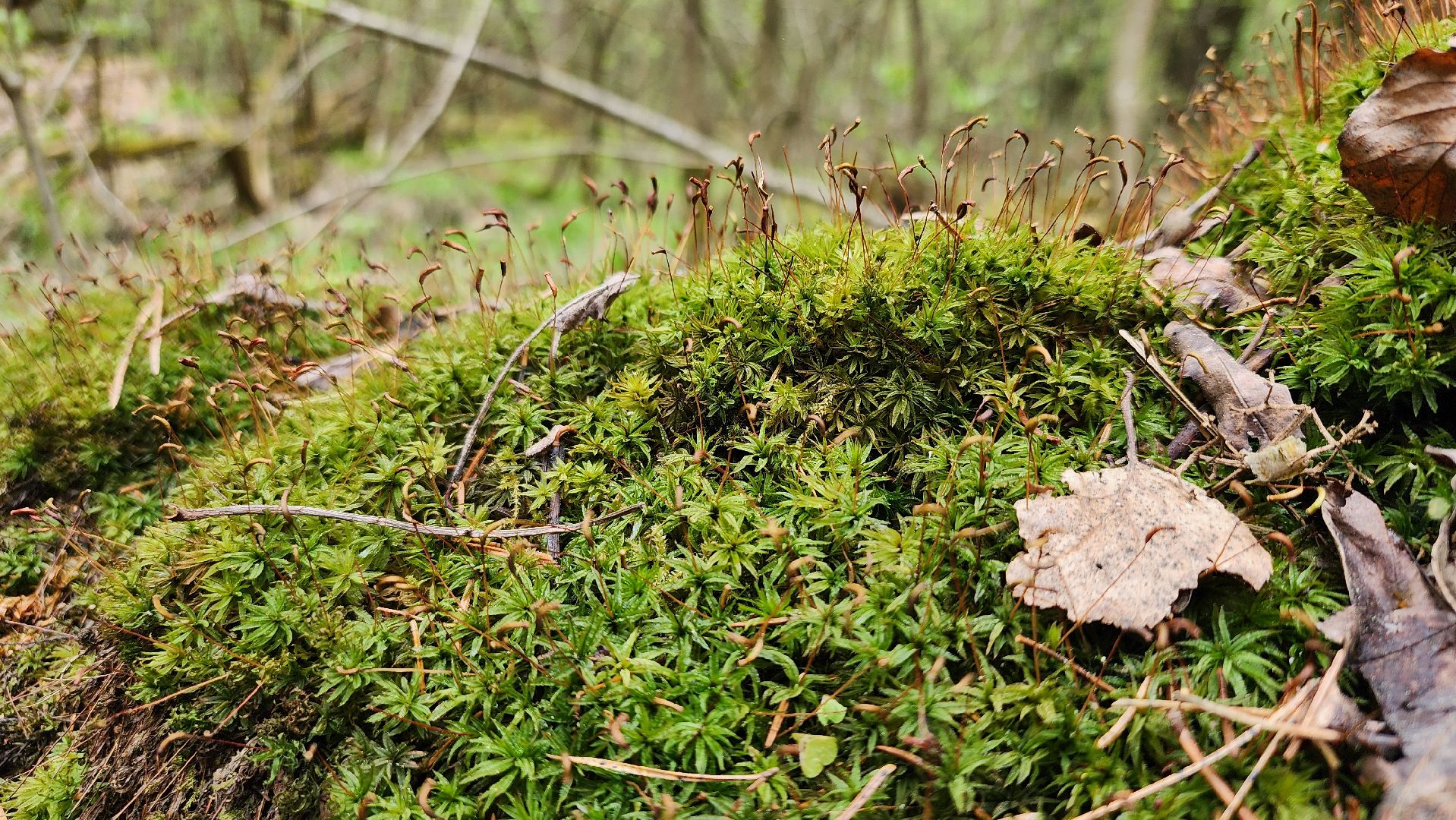 грибной сезон, весенний сезон сбора грибов, грибы, Ногинское лесничество, Богородский городской округ,