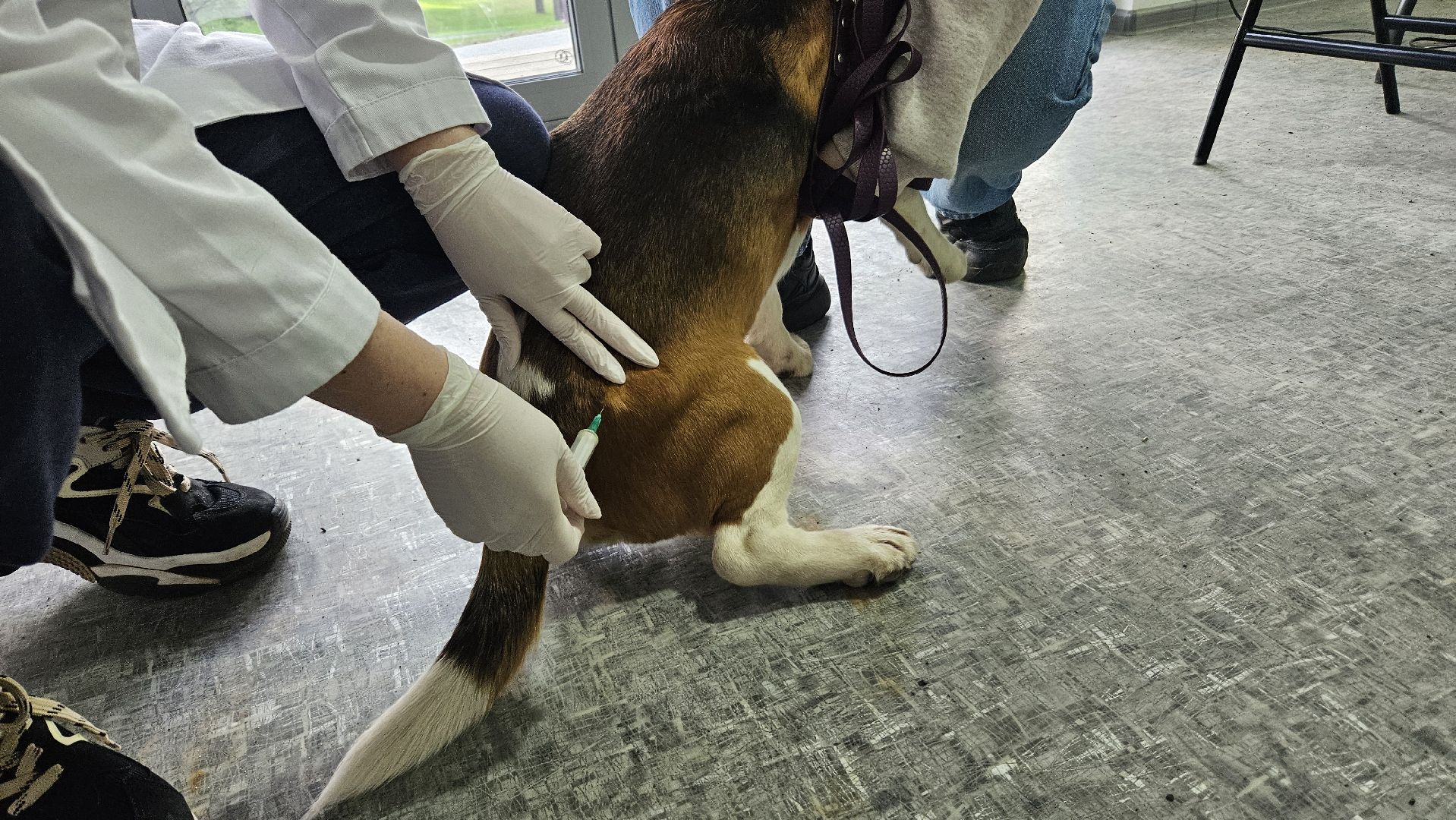 животные, чипирование домашних животных, жуковский,