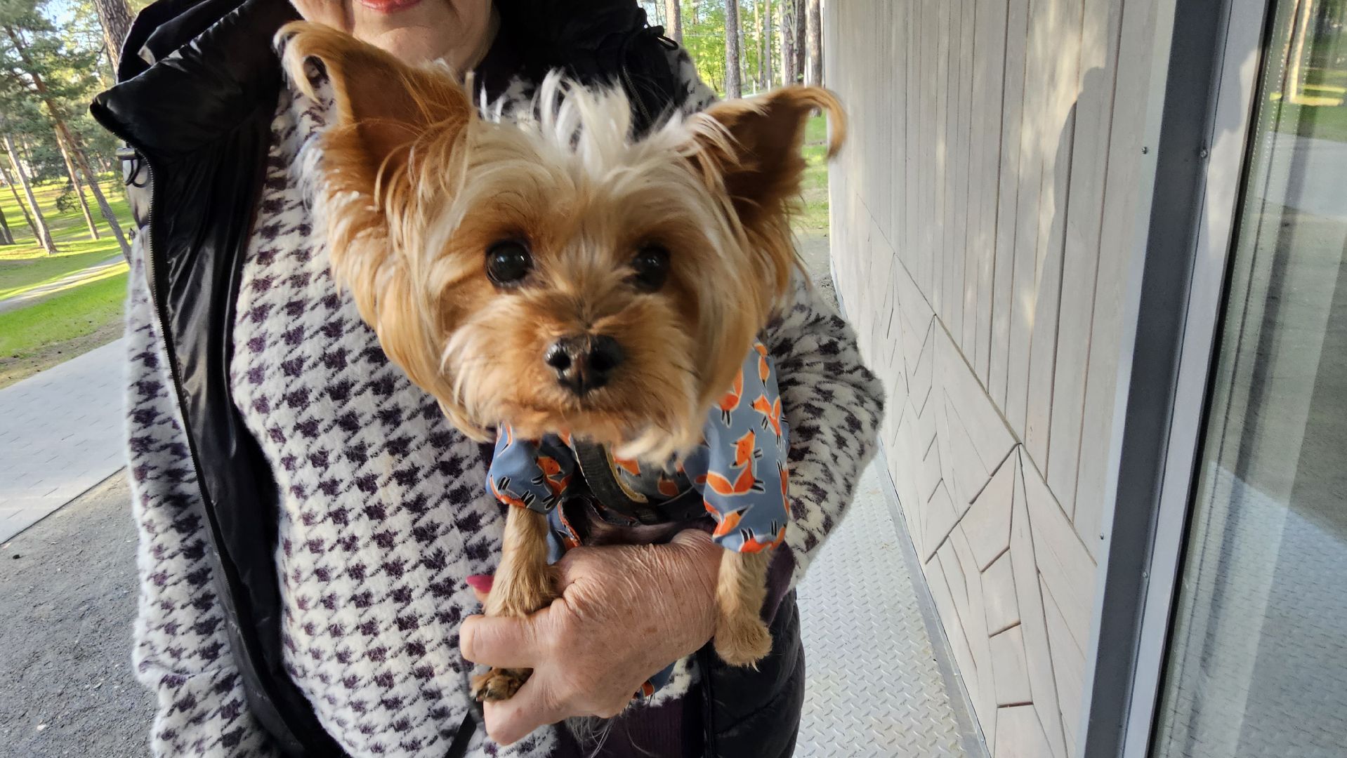 животные, чипирование домашних животных, жуковский,