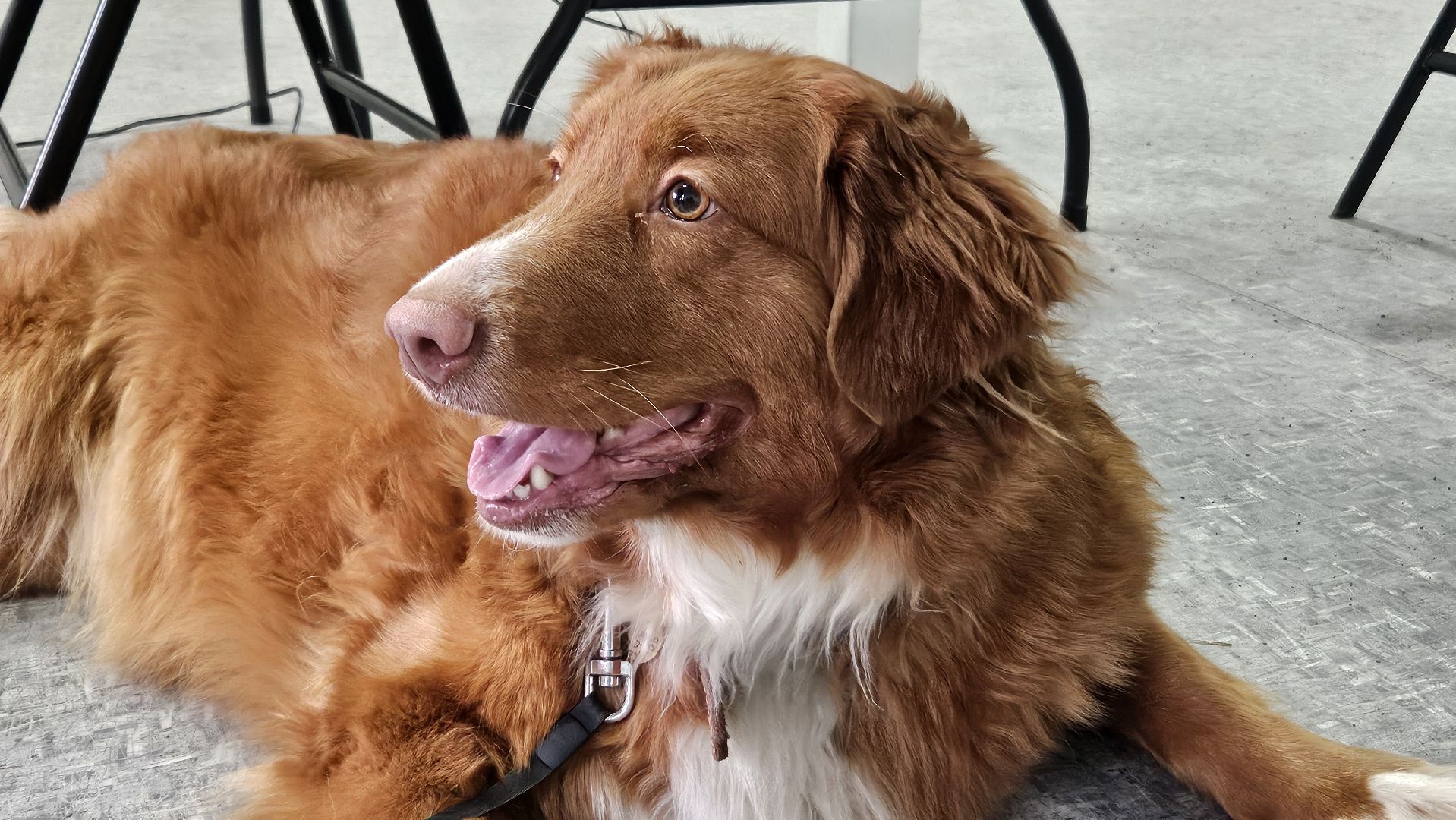 животные, чипирование домашних животных, жуковский,