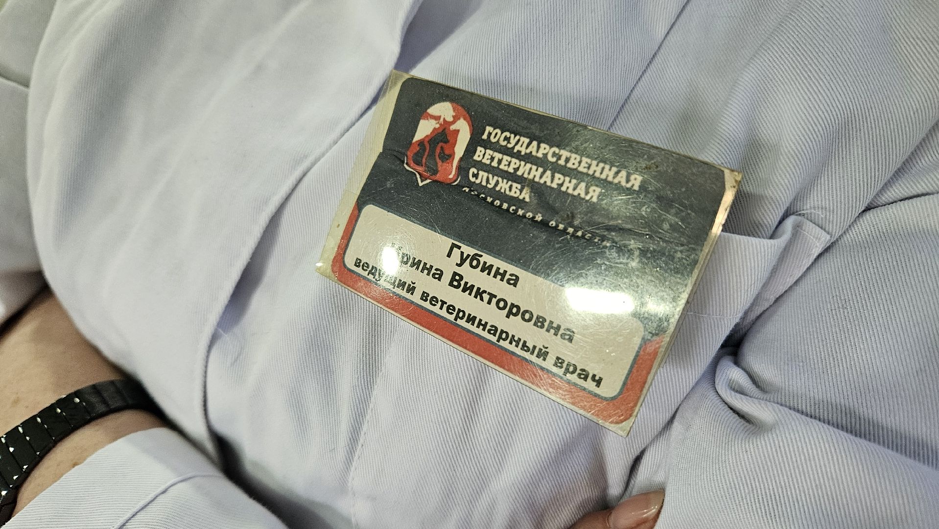 животные, чипирование домашних животных, жуковский,