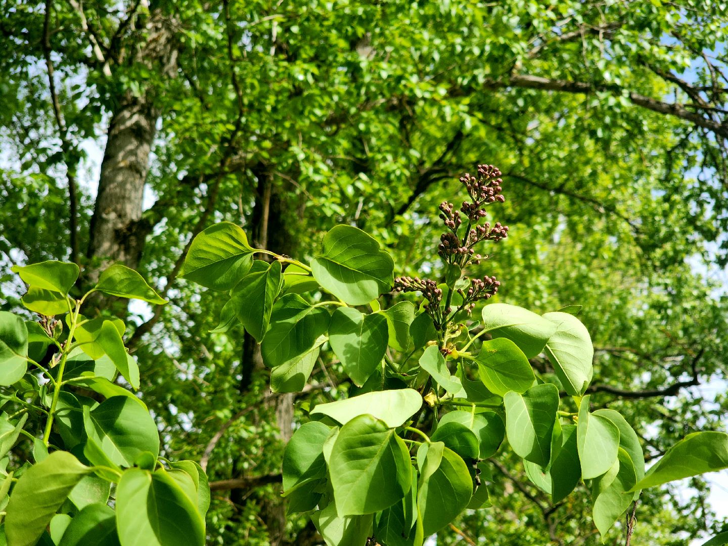 пущино, сад победы, серпухов, 80 - летие победы,