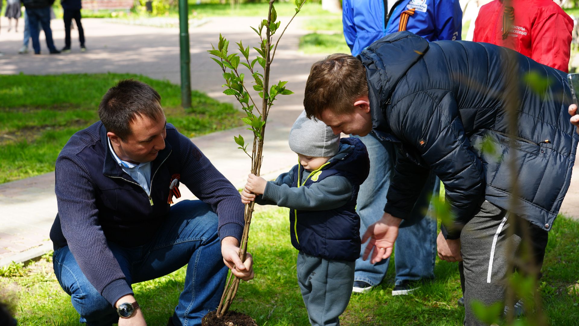 сирень, сад памяти,
