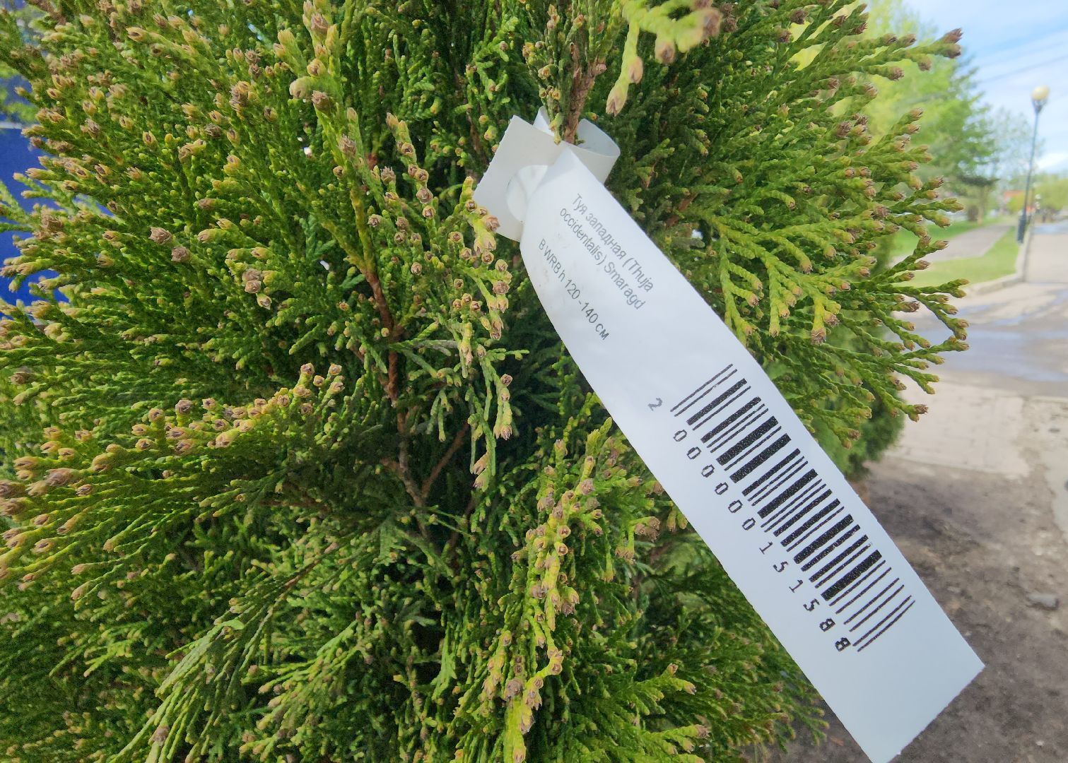 сад победы, Красногорск , Нахабино,