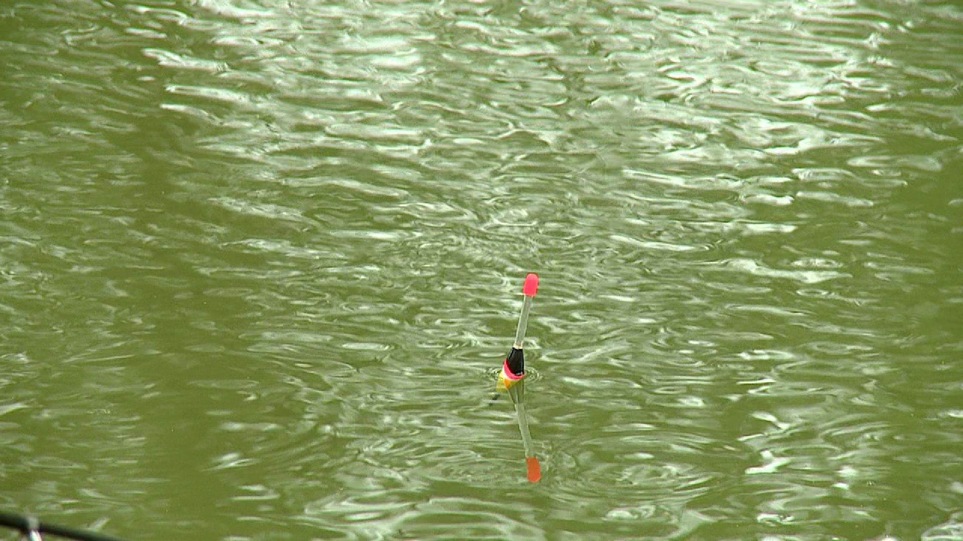 Реутов, центральный парк, клещи, обработка, природа, экология