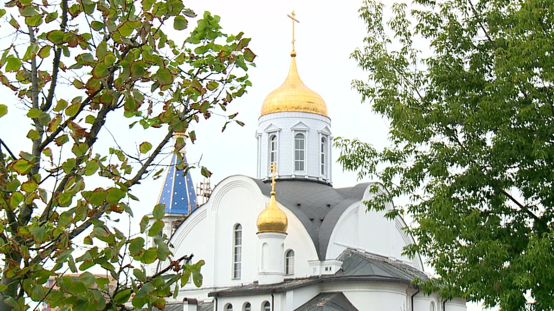 Реутов, центральный парк, клещи, обработка, природа, экология