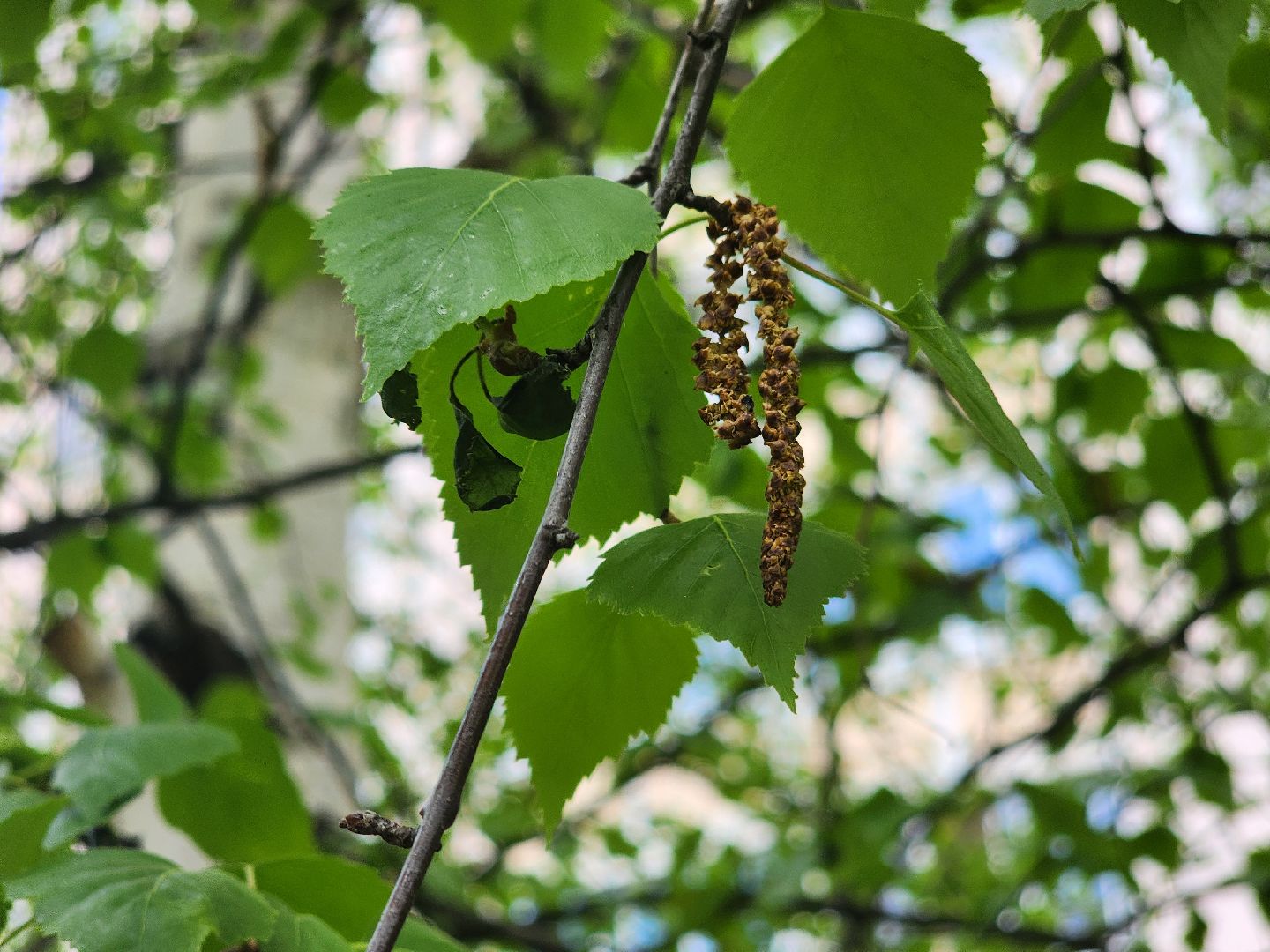 Подольск , аллергия, Пыльца березы, Полиноз,