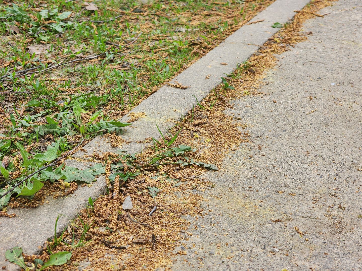 Подольск , аллергия, Пыльца березы, Полиноз,