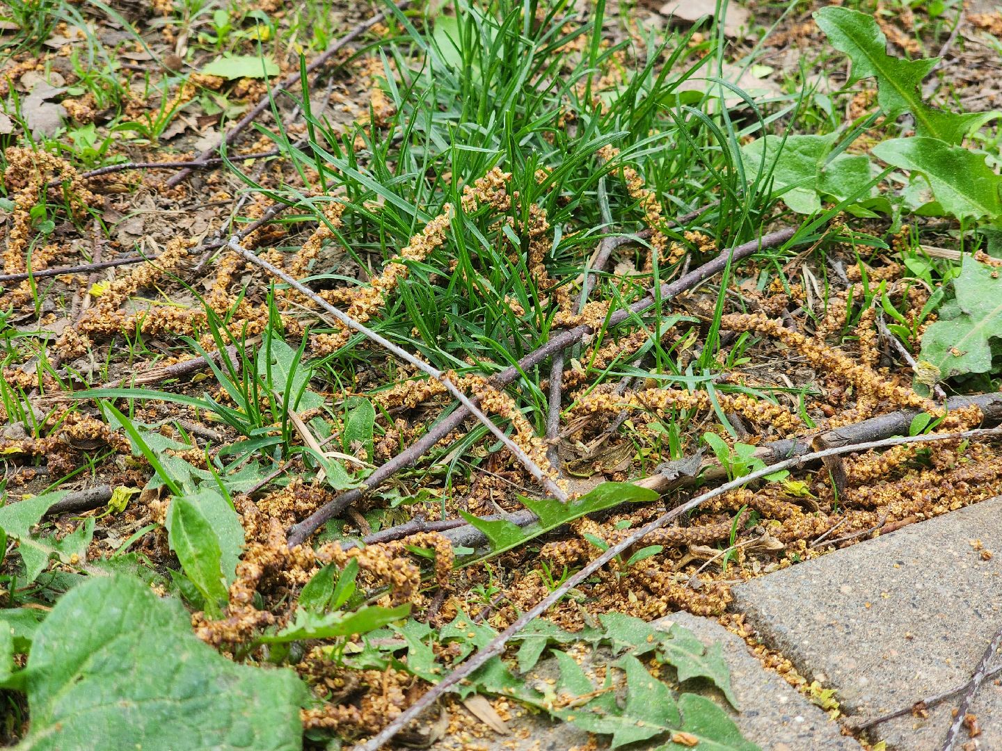 Подольск , аллергия, Пыльца березы, Полиноз,