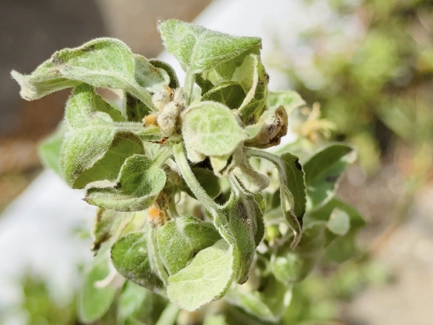 раменское, гжель, ггу, гжельский государственный университет,