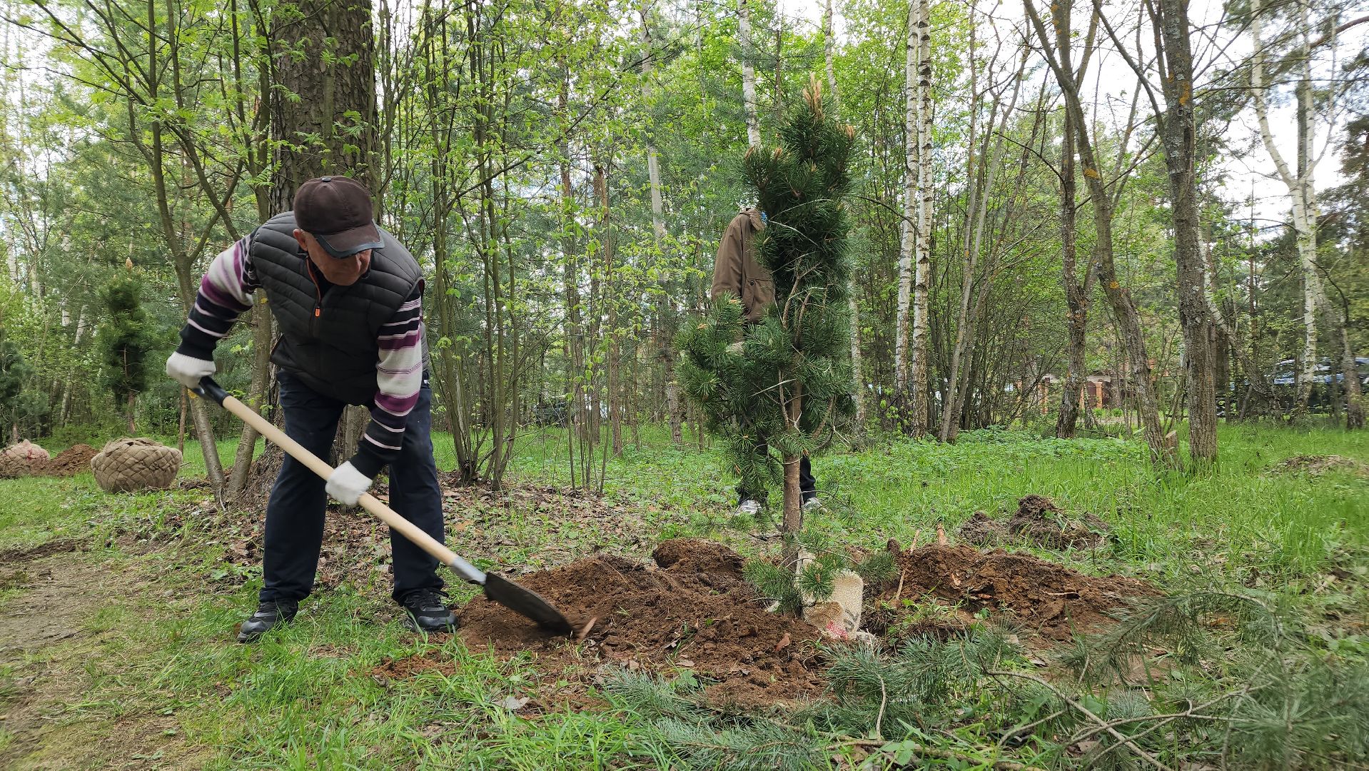сад памяти, экологическая акция, экология, лосино-петровский,