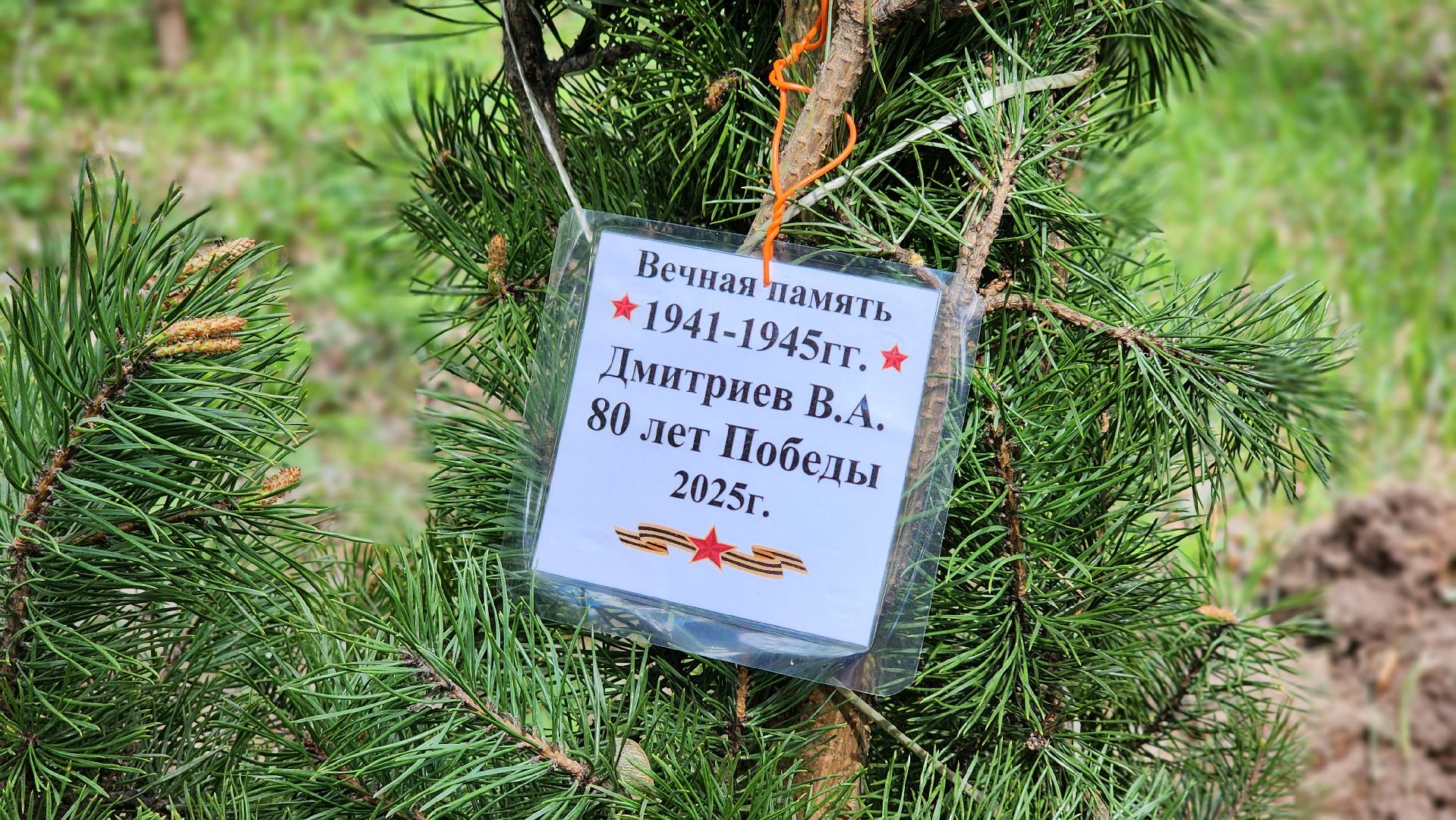 сад памяти, экологическая акция, экология, лосино-петровский,