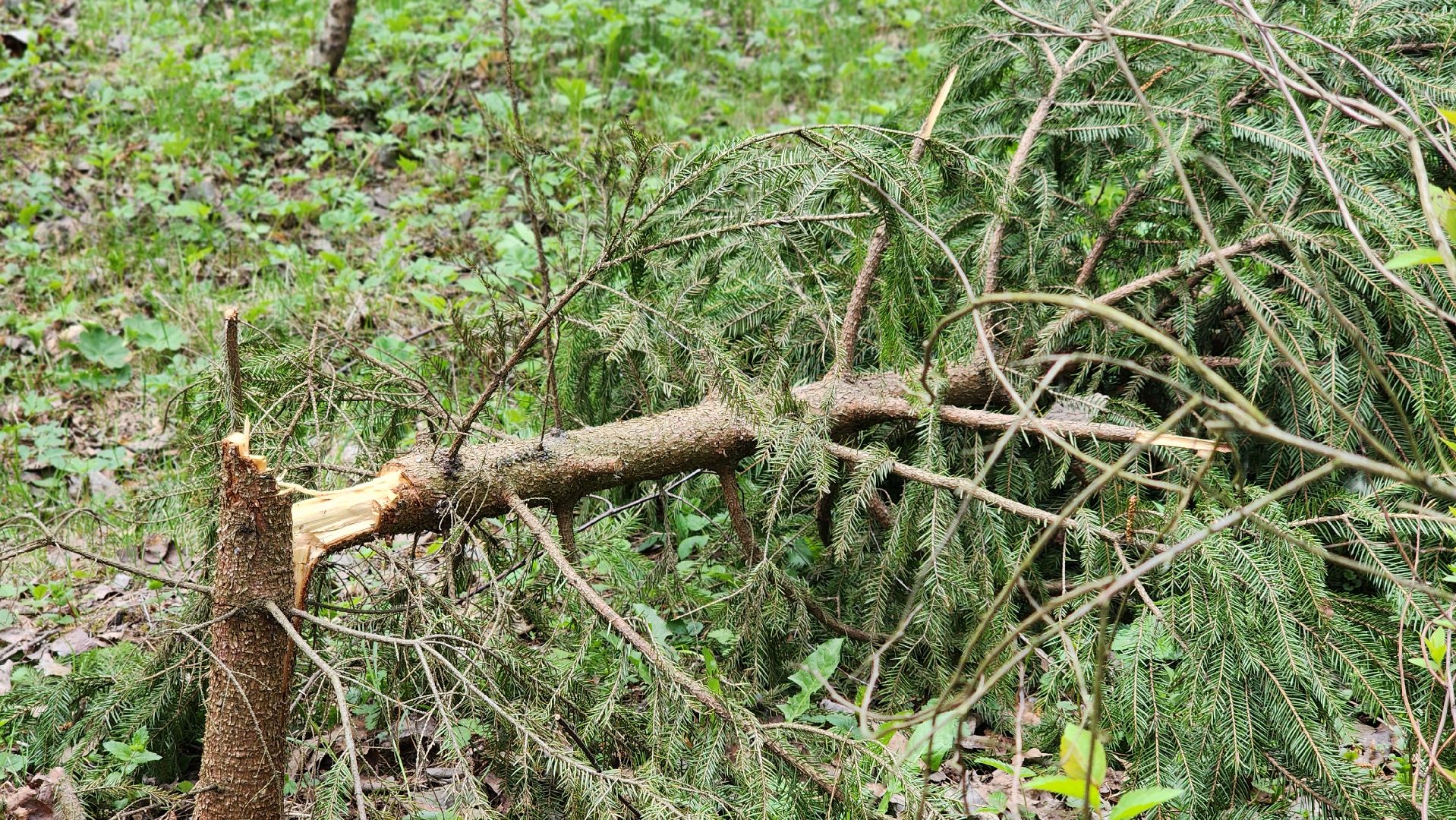 сад памяти, экологическая акция, экология, лосино-петровский,