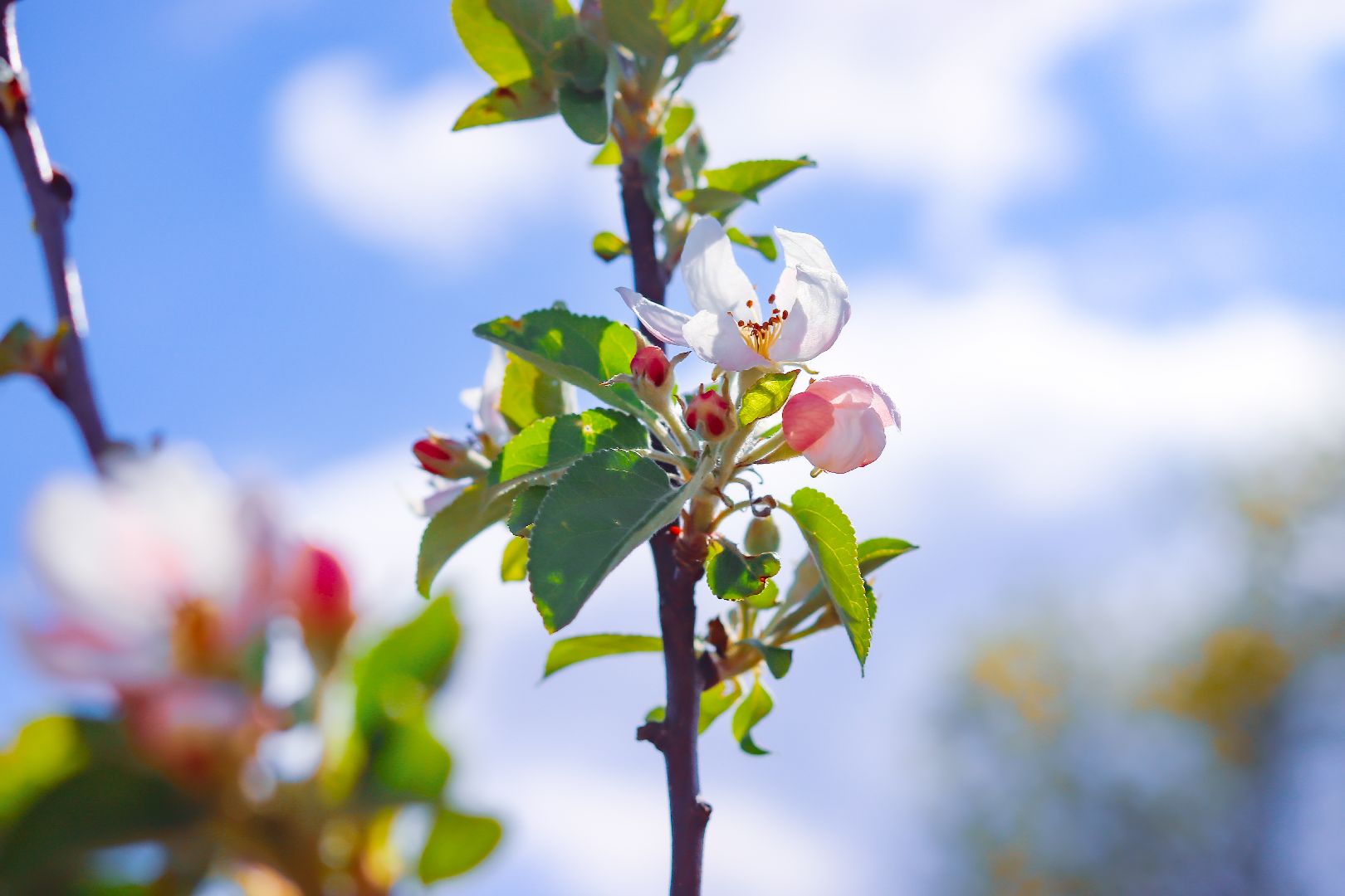 клин, общество, благоустройство, высадка яблонь, день победы,