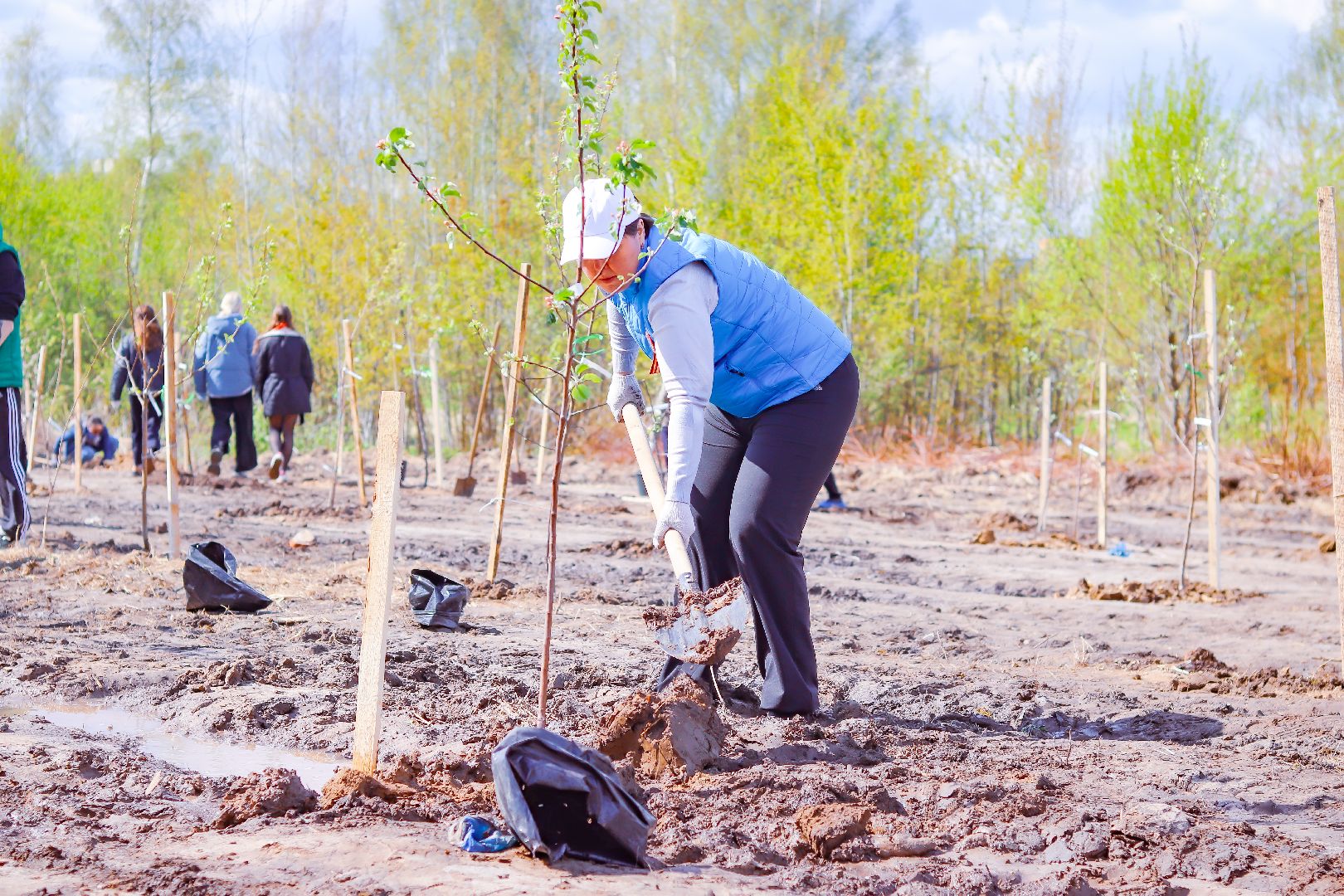 клин, общество, благоустройство, высадка яблонь, день победы,