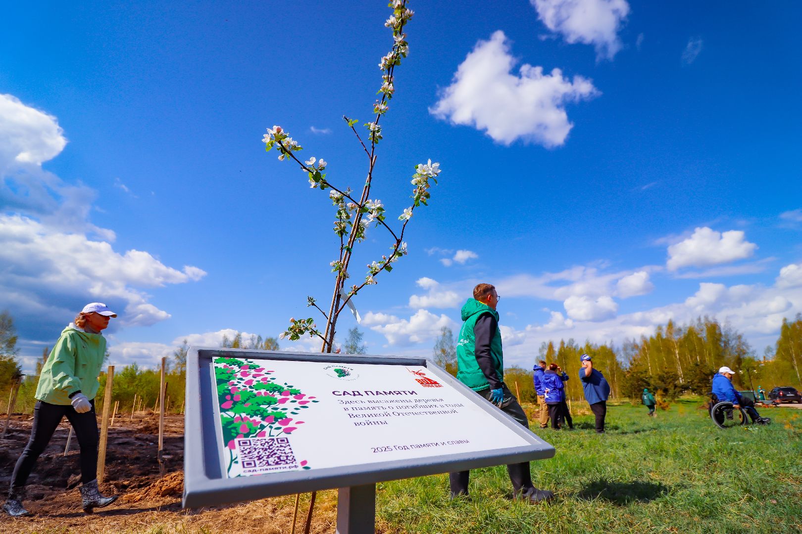 клин, общество, благоустройство, высадка яблонь, день победы,
