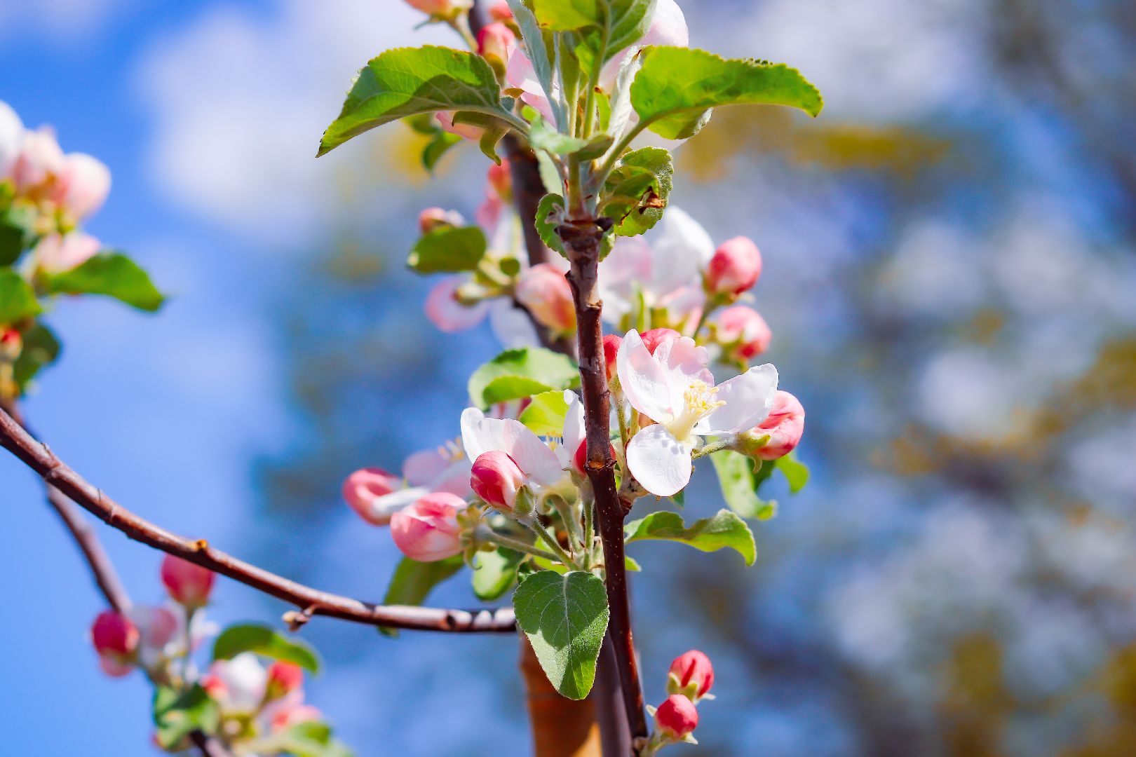 клин, общество, благоустройство, высадка яблонь, день победы,