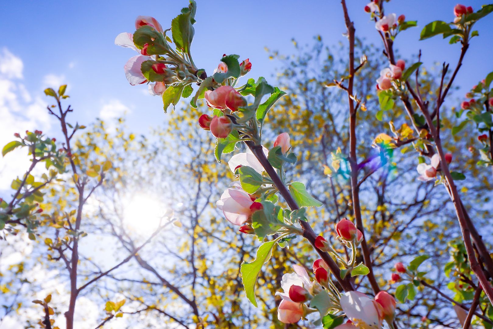 клин, общество, благоустройство, высадка яблонь, день победы,