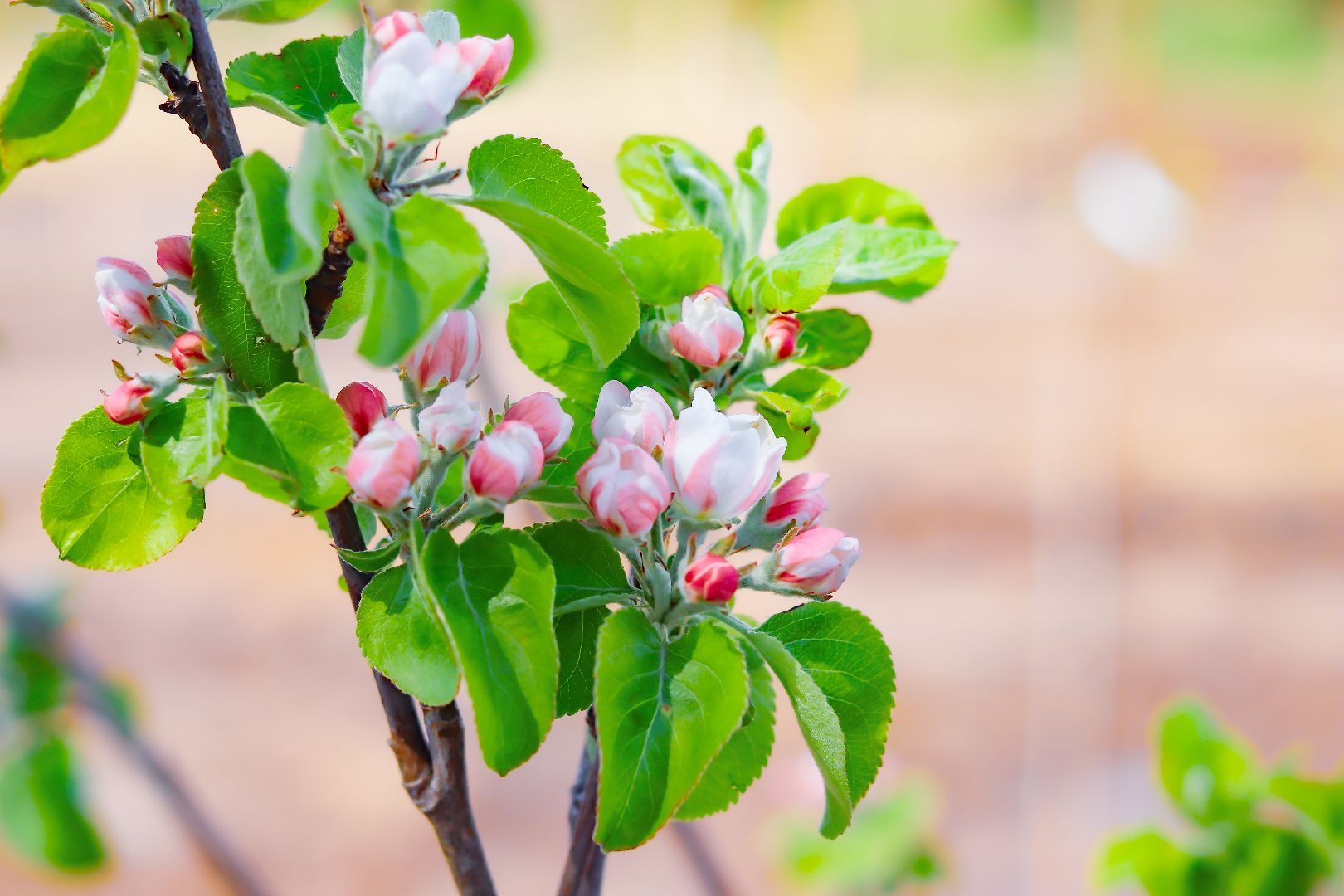 клин, общество, благоустройство, высадка яблонь, день победы,