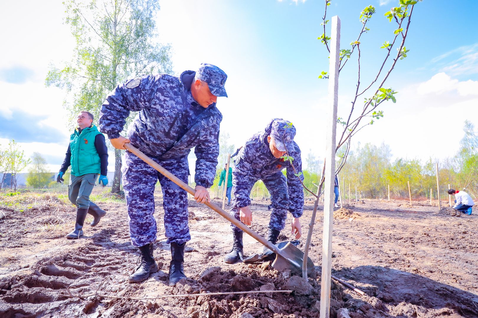 клин, общество, благоустройство, высадка яблонь, день победы,