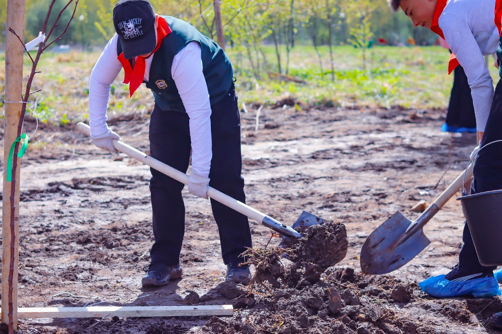 клин, общество, благоустройство, высадка яблонь, день победы,