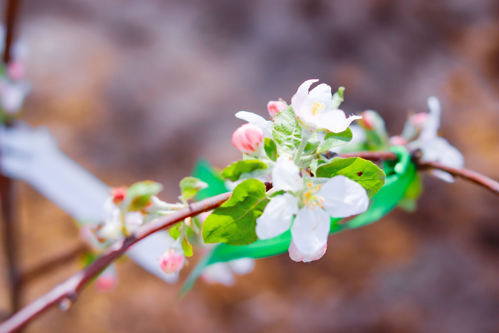 клин, общество, благоустройство, высадка яблонь, день победы,