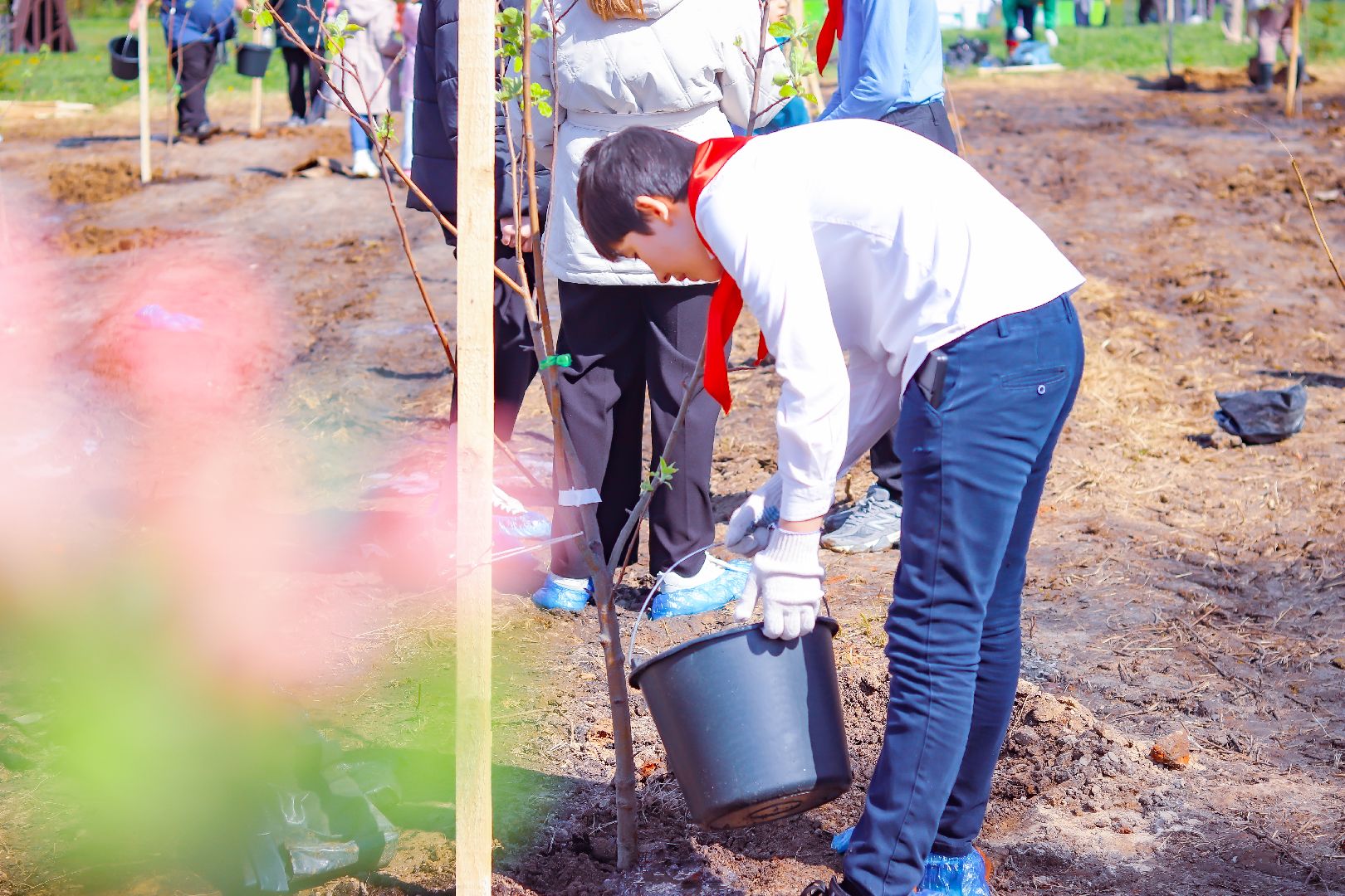 клин, общество, благоустройство, высадка яблонь, день победы,