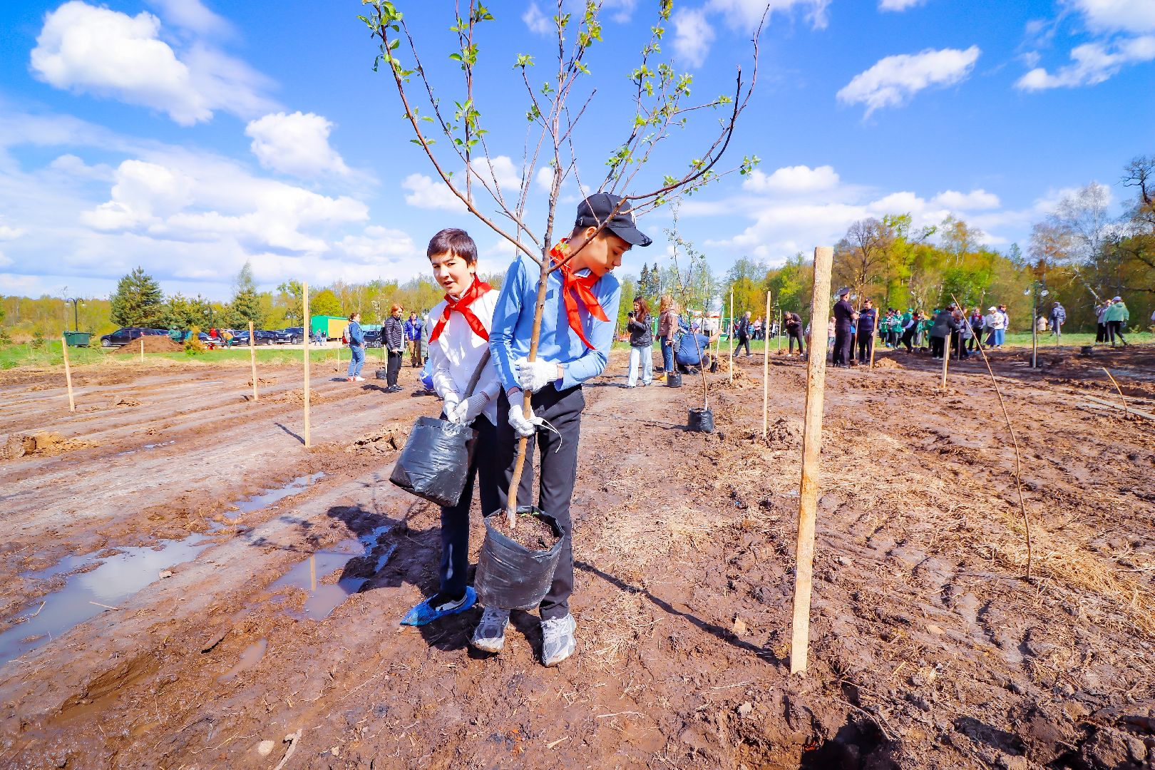 клин, общество, благоустройство, высадка яблонь, день победы,