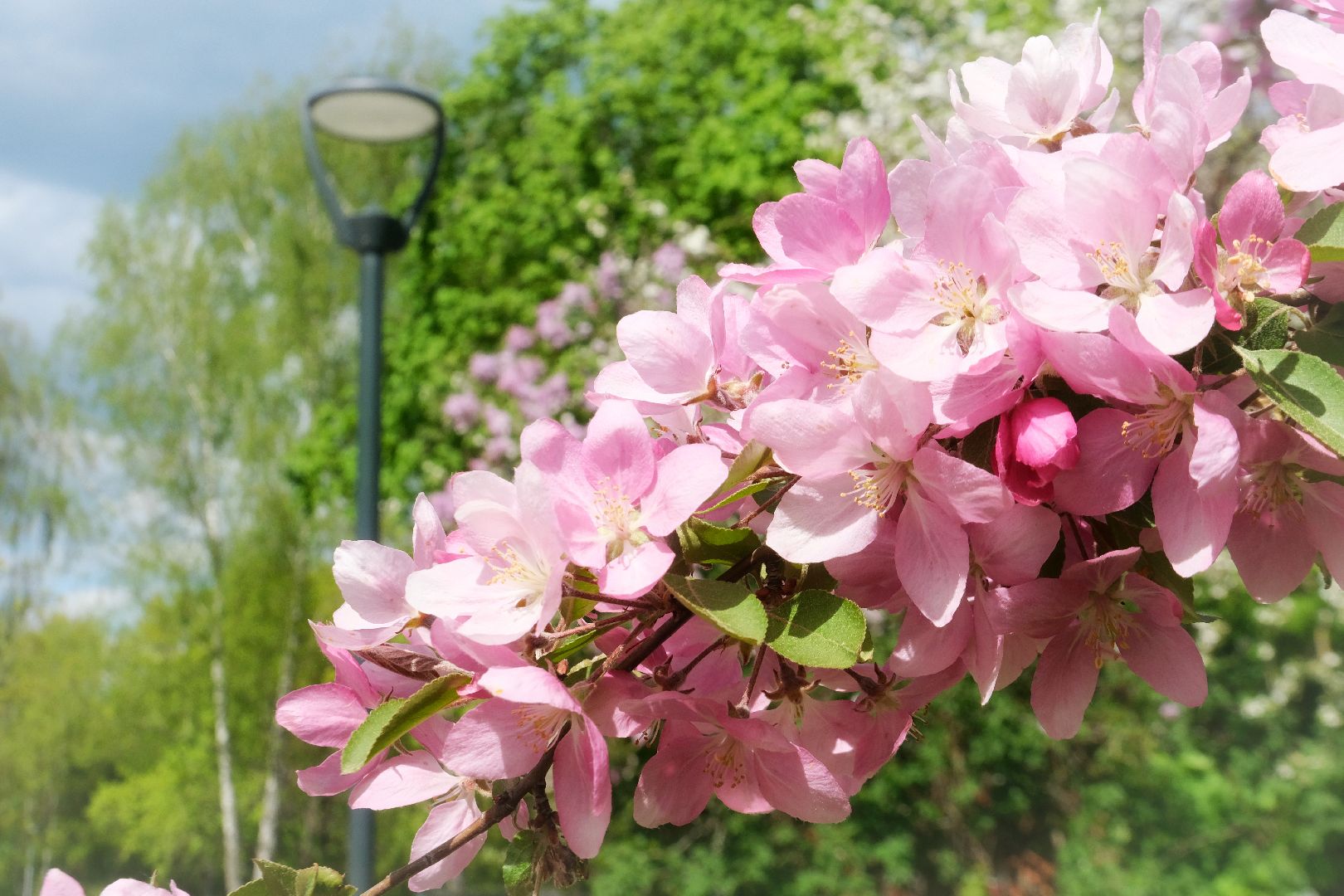 пущино, благоустройсво, серпухов,