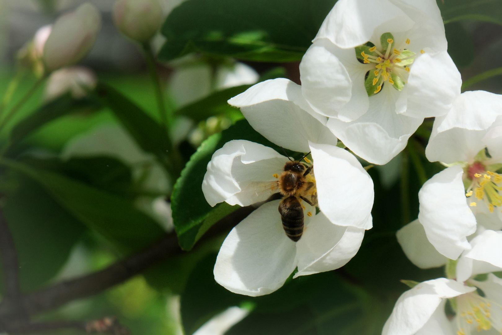 пущино, благоустройсво, серпухов,