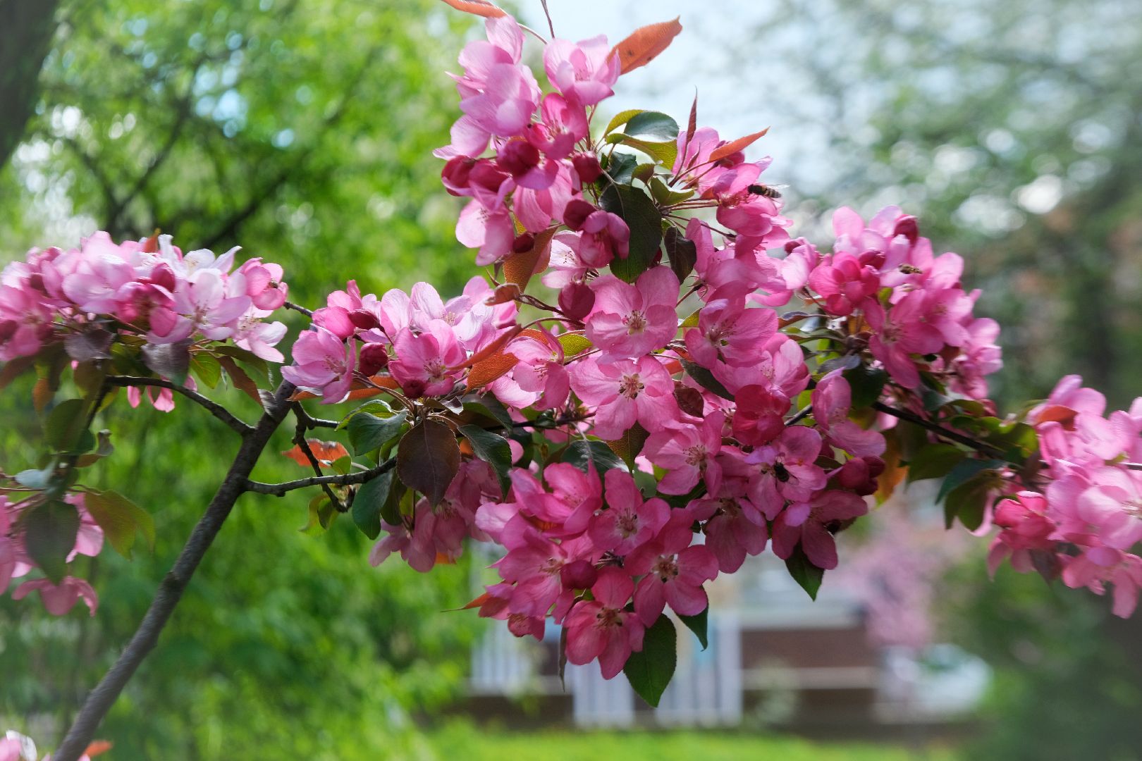 пущино, благоустройсво, серпухов,