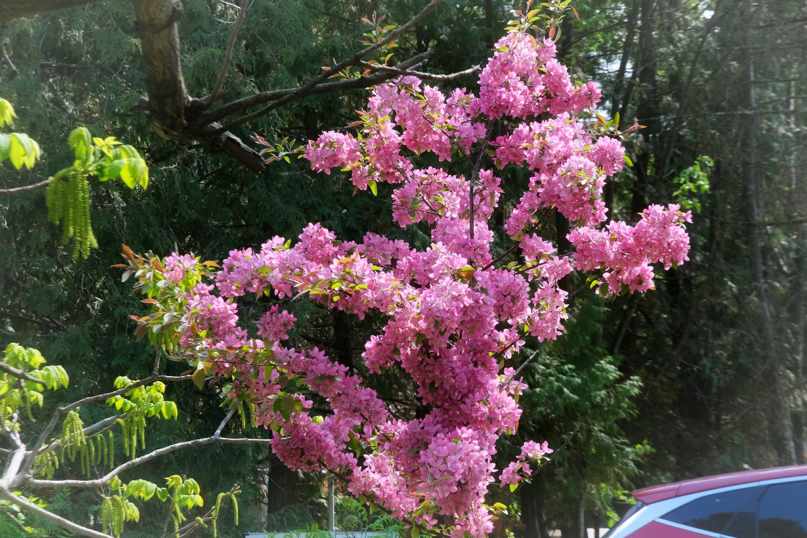 пущино, благоустройсво, серпухов,