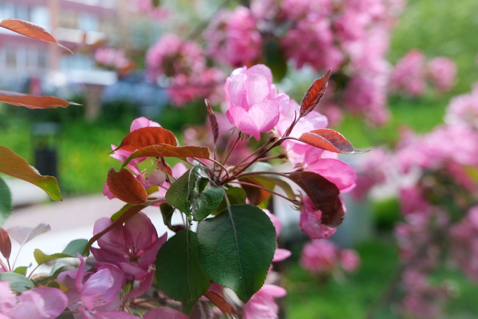 пущино, благоустройсво, серпухов,