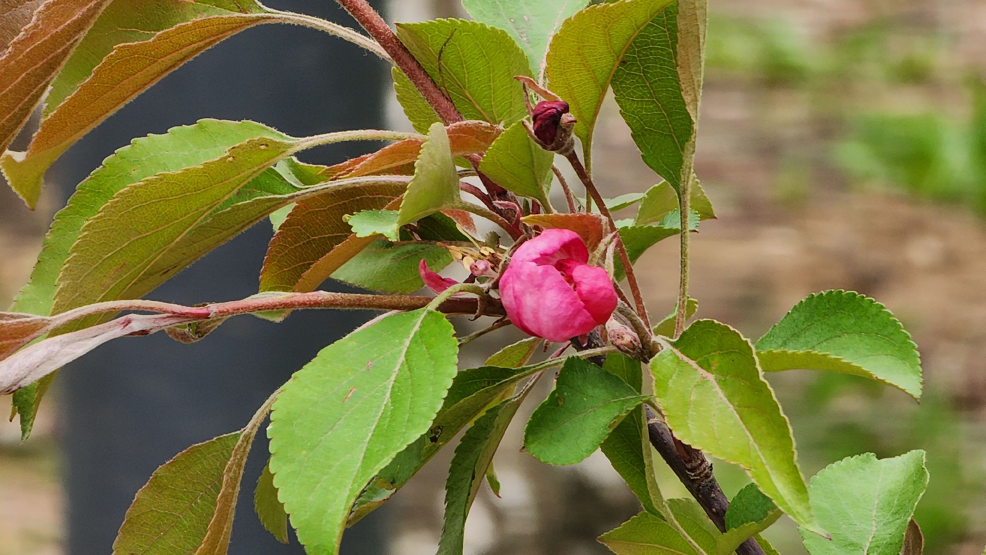 сад памяти, Лобня, Высадка деревьев ,