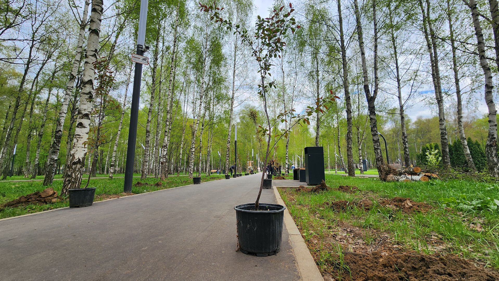 сад памяти, Лобня, Высадка деревьев ,