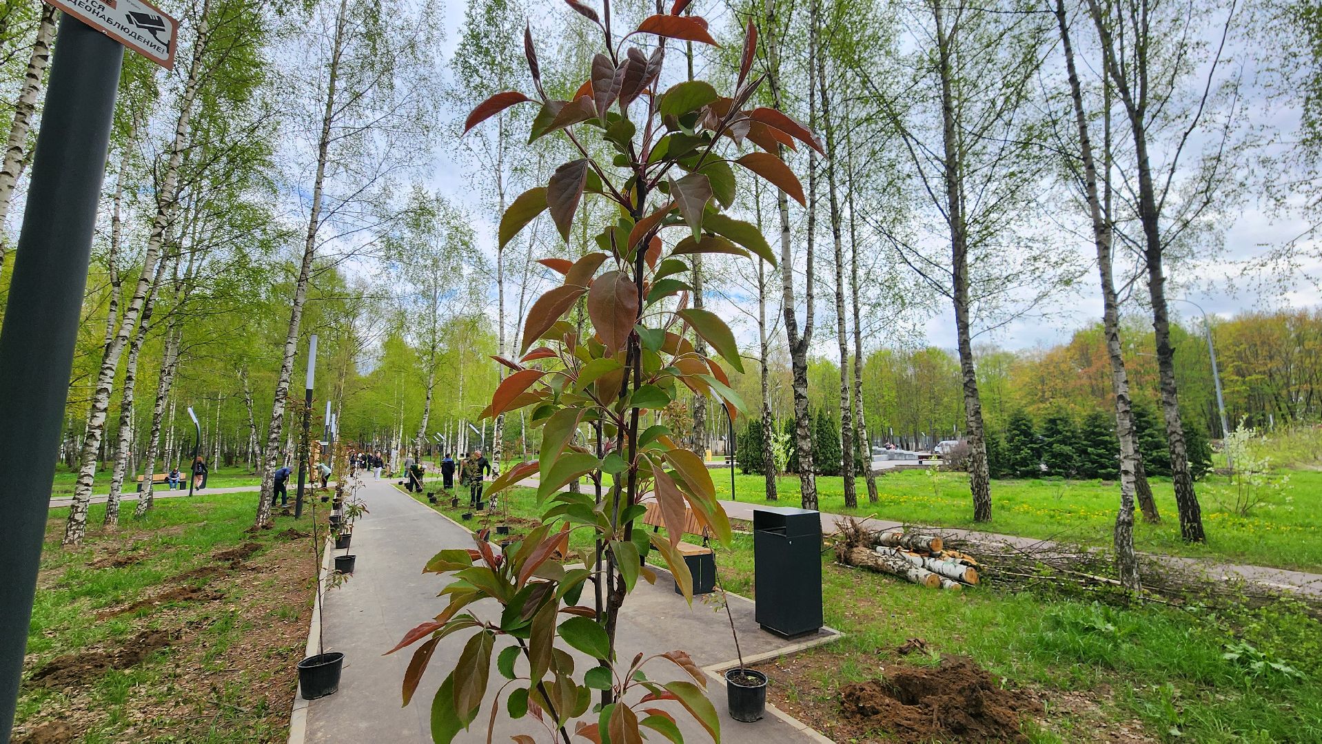 сад памяти, Лобня, Высадка деревьев ,