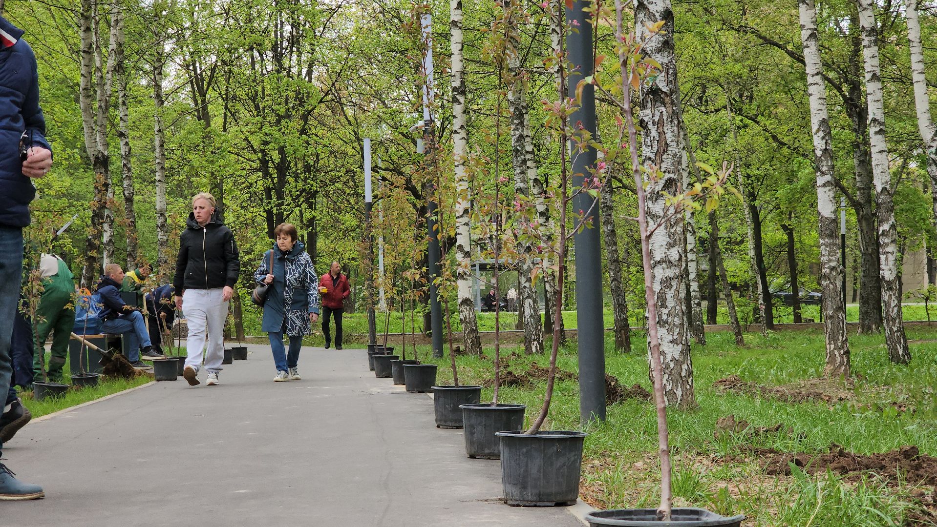 сад памяти, Лобня, Высадка деревьев ,