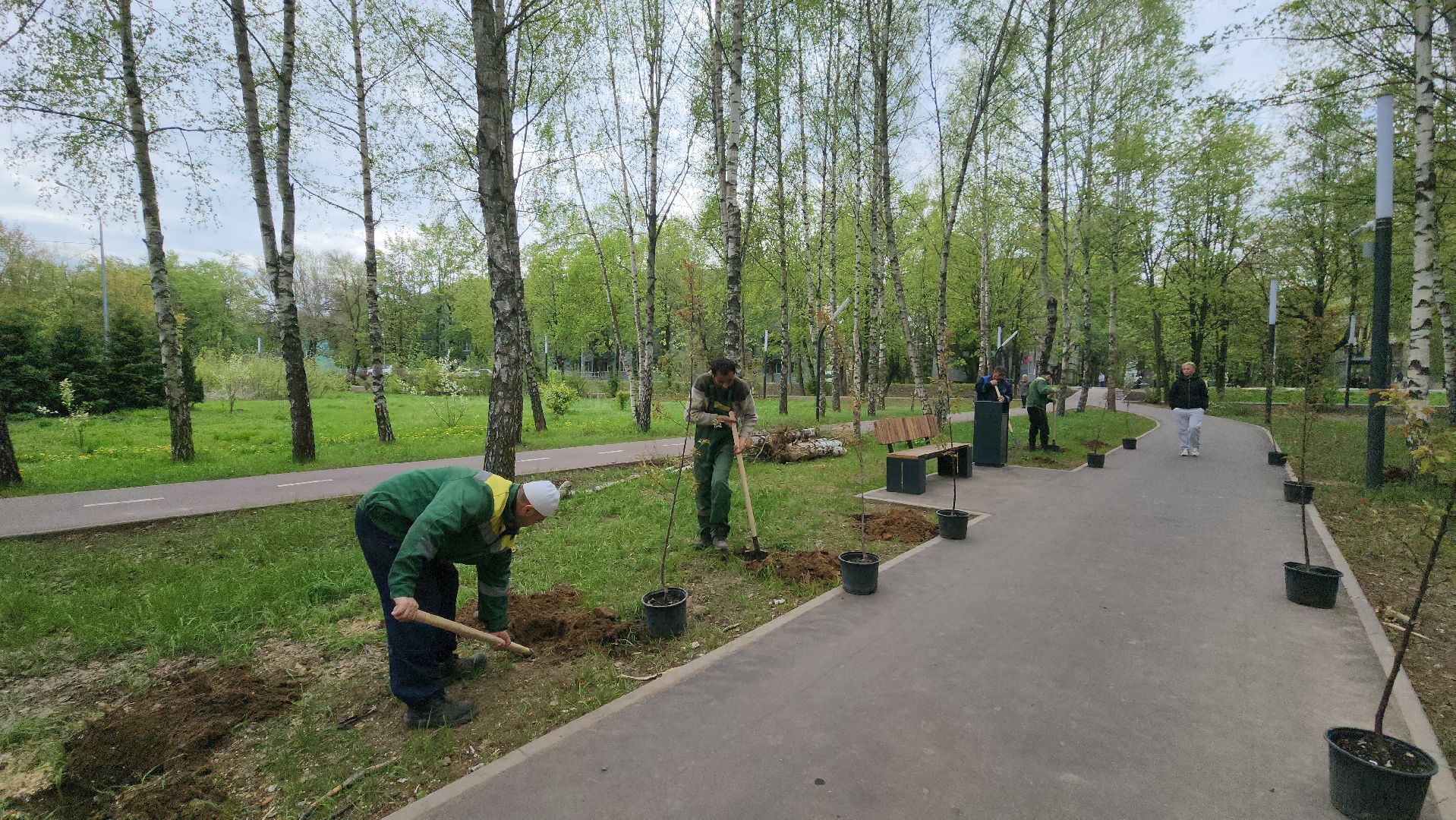 сад памяти, Лобня, Высадка деревьев ,