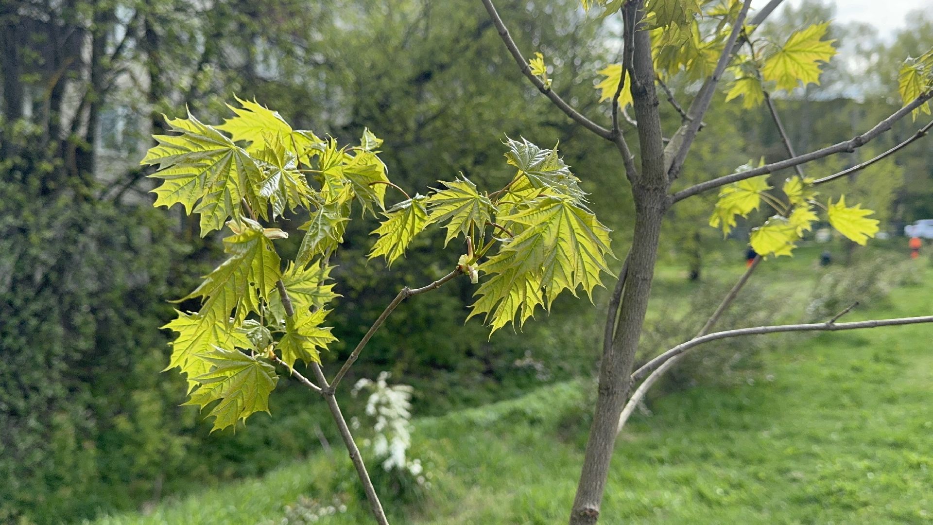 солнечногорск, сад памяти, жители, высадка деревьев, праздник,