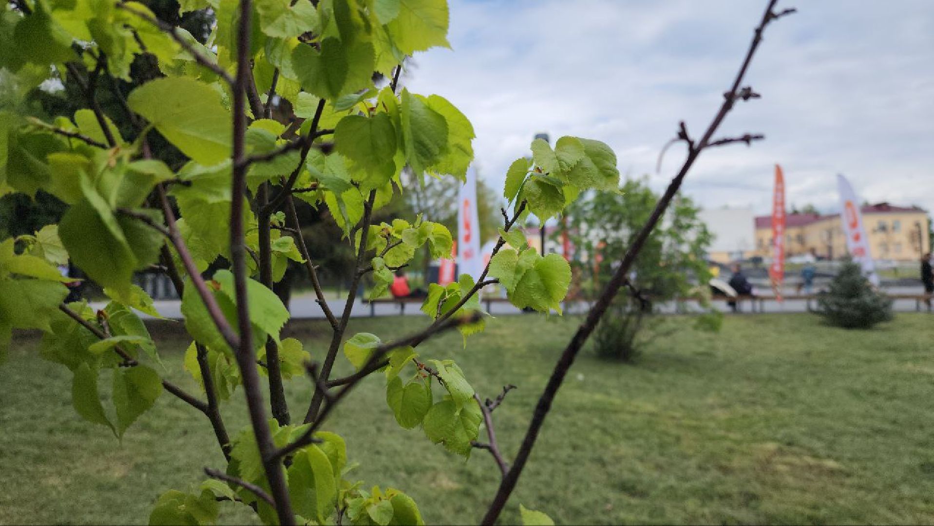 Луховицы #СадПамяти2024 #80летПобеды #ЖиваяПамять #Экология #ВолонтерыМО #ПомнимГордимся #НаследиеПобеды,