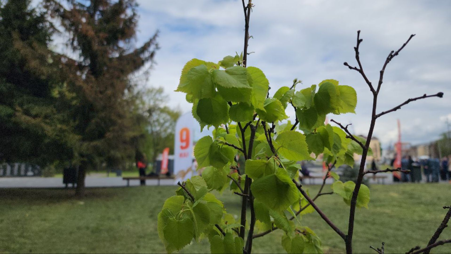 Луховицы #СадПамяти2024 #80летПобеды #ЖиваяПамять #Экология #ВолонтерыМО #ПомнимГордимся #НаследиеПобеды,