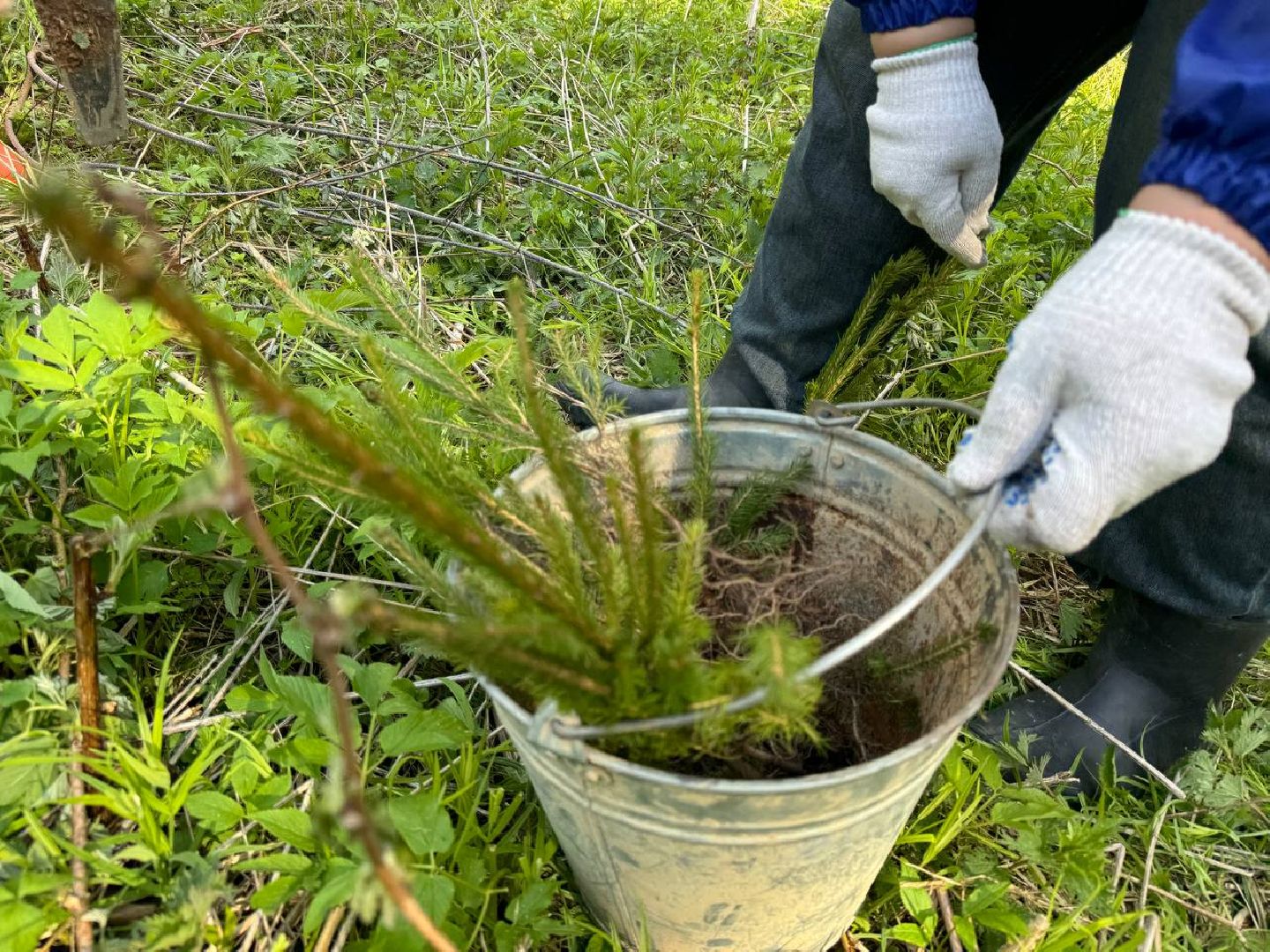 можайск, можайский муниципальный округ, сад памяти, акция, патриотическая акция, международная акция, посадка елей,