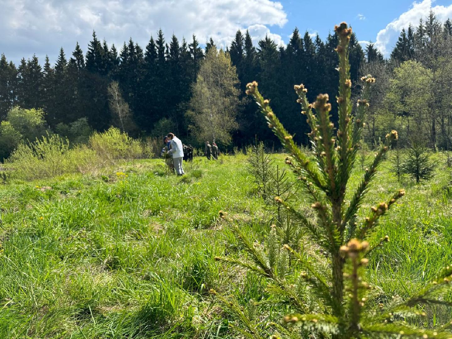 можайск, можайский муниципальный округ, сад памяти, акция, патриотическая акция, международная акция, посадка елей,