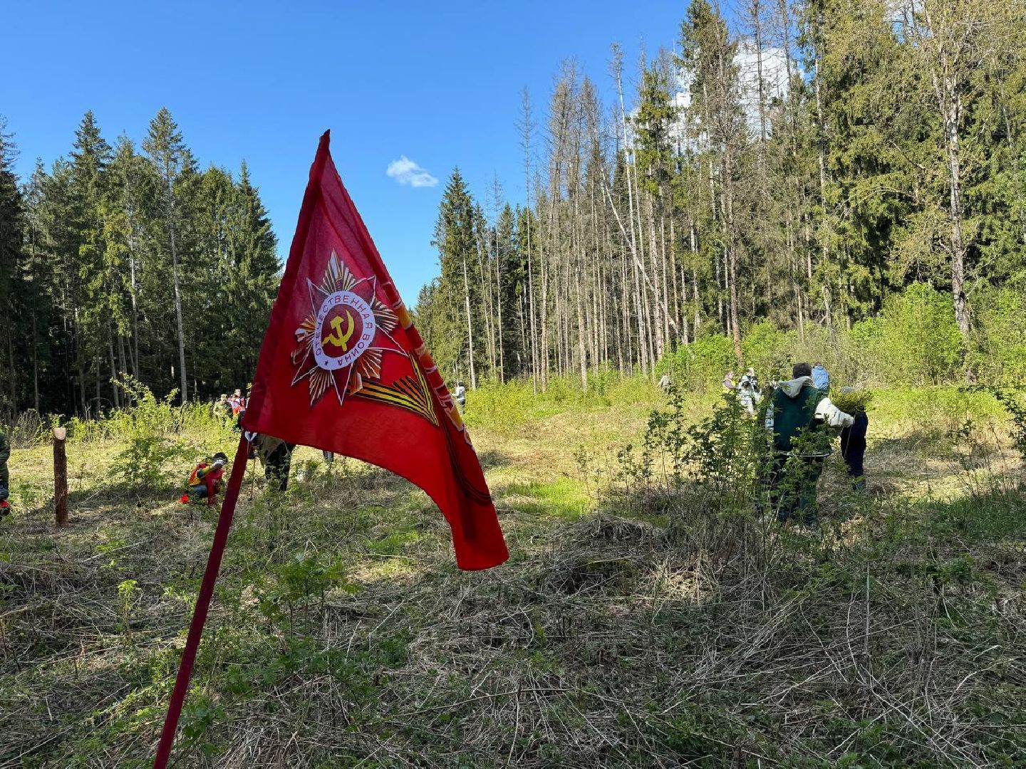 можайск, можайский муниципальный округ, сад памяти, акция, патриотическая акция, международная акция, посадка елей,