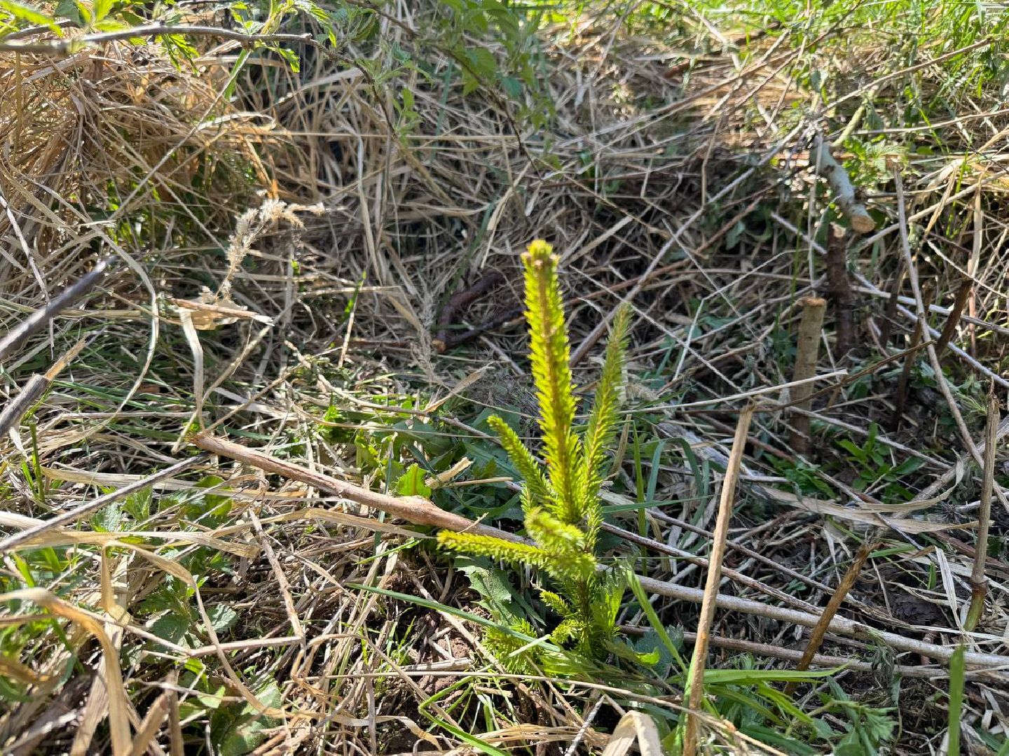 можайск, можайский муниципальный округ, сад памяти, акция, патриотическая акция, международная акция, посадка елей,