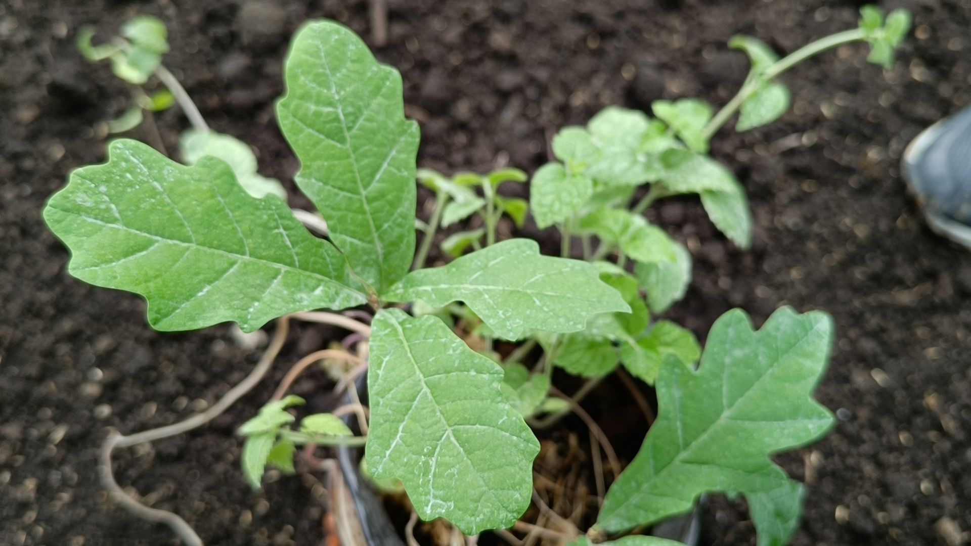 экология, дуб, лобня, парк,