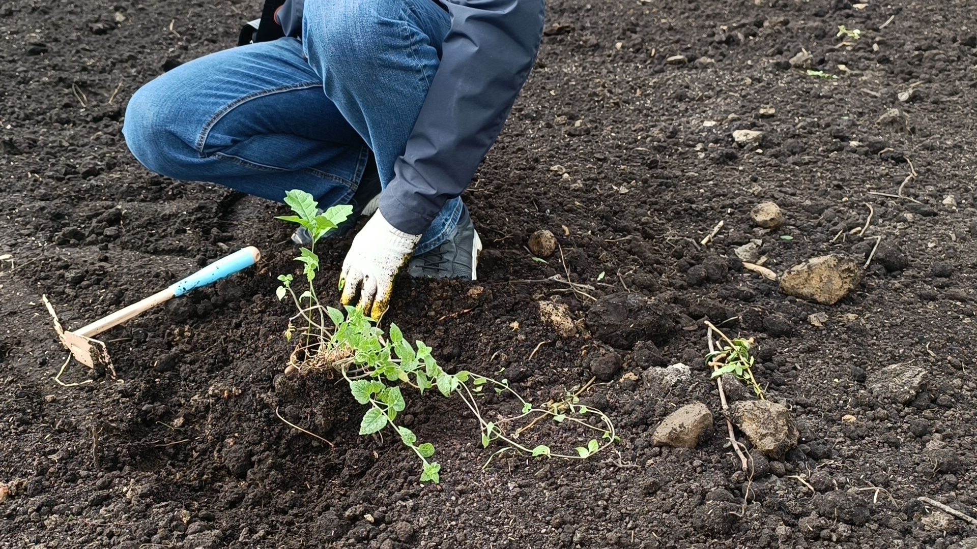 экология, дуб, лобня, парк,