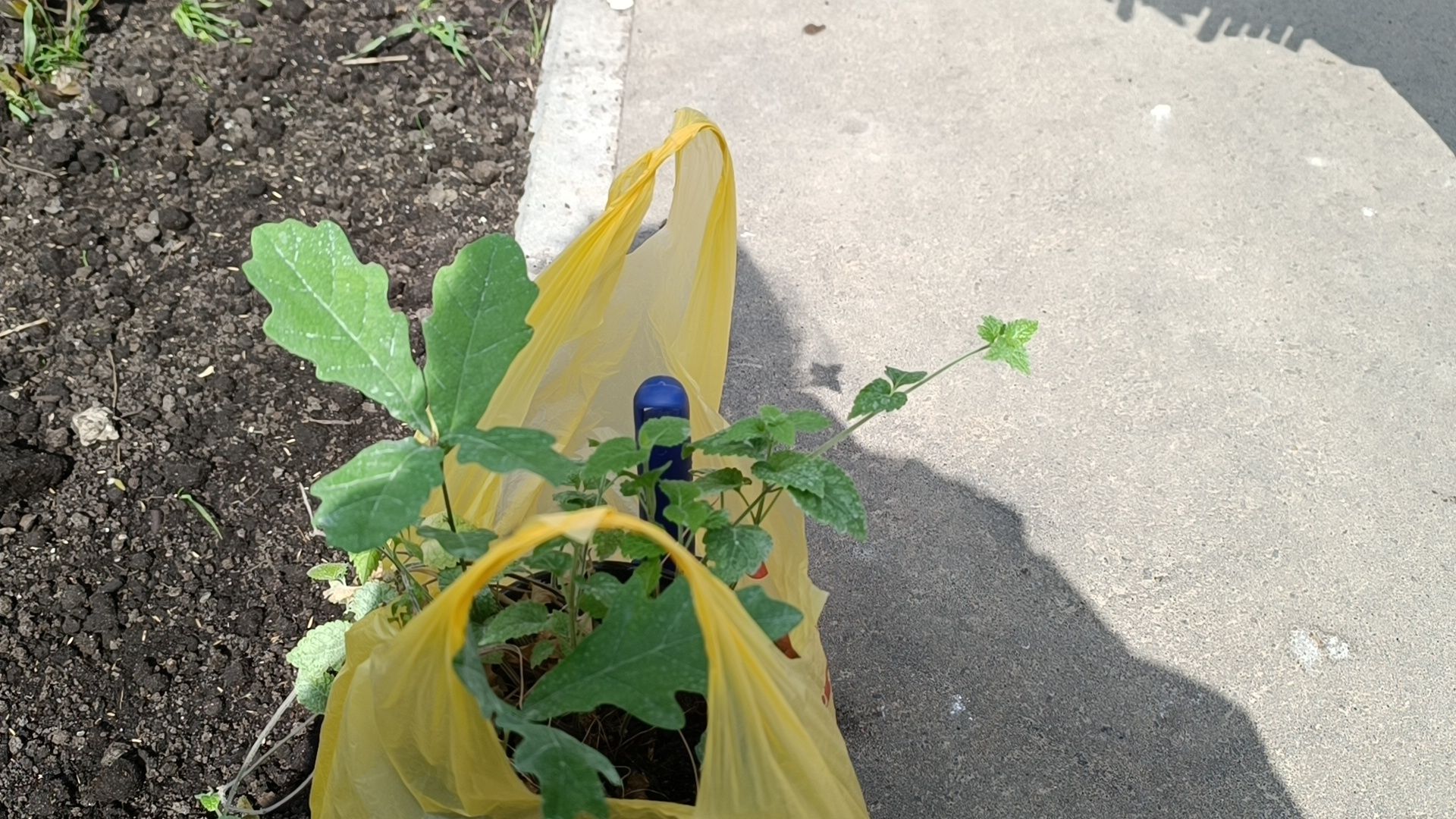 экология, дуб, лобня, парк,