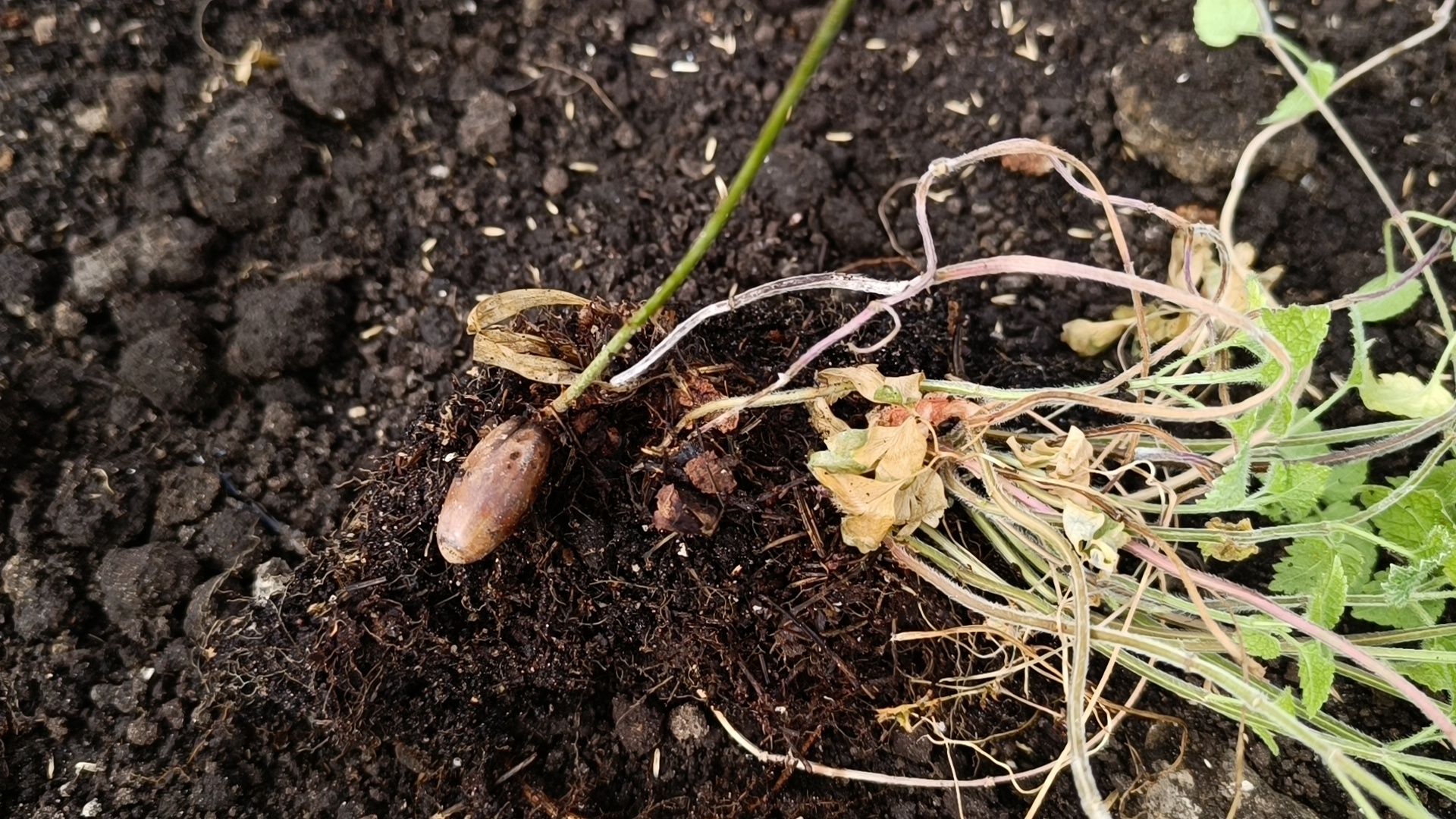 экология, дуб, лобня, парк,